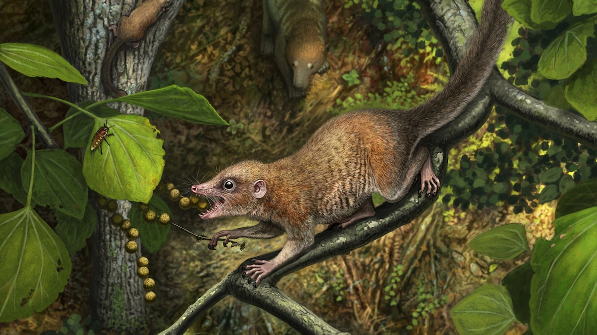 Tiny teeth found in Colorado deepen debate over primate origins