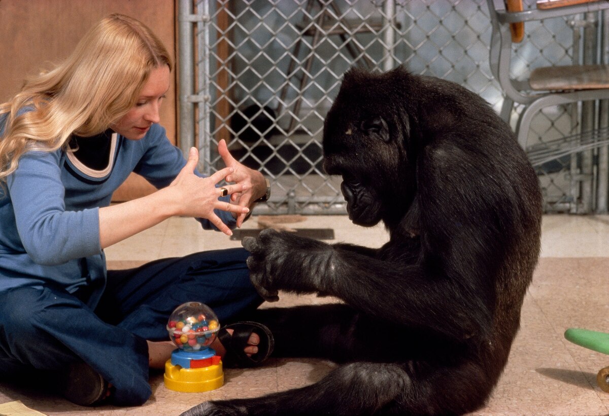 Why Koko the Gorilla, Who Mastered Sign Language, Mattered