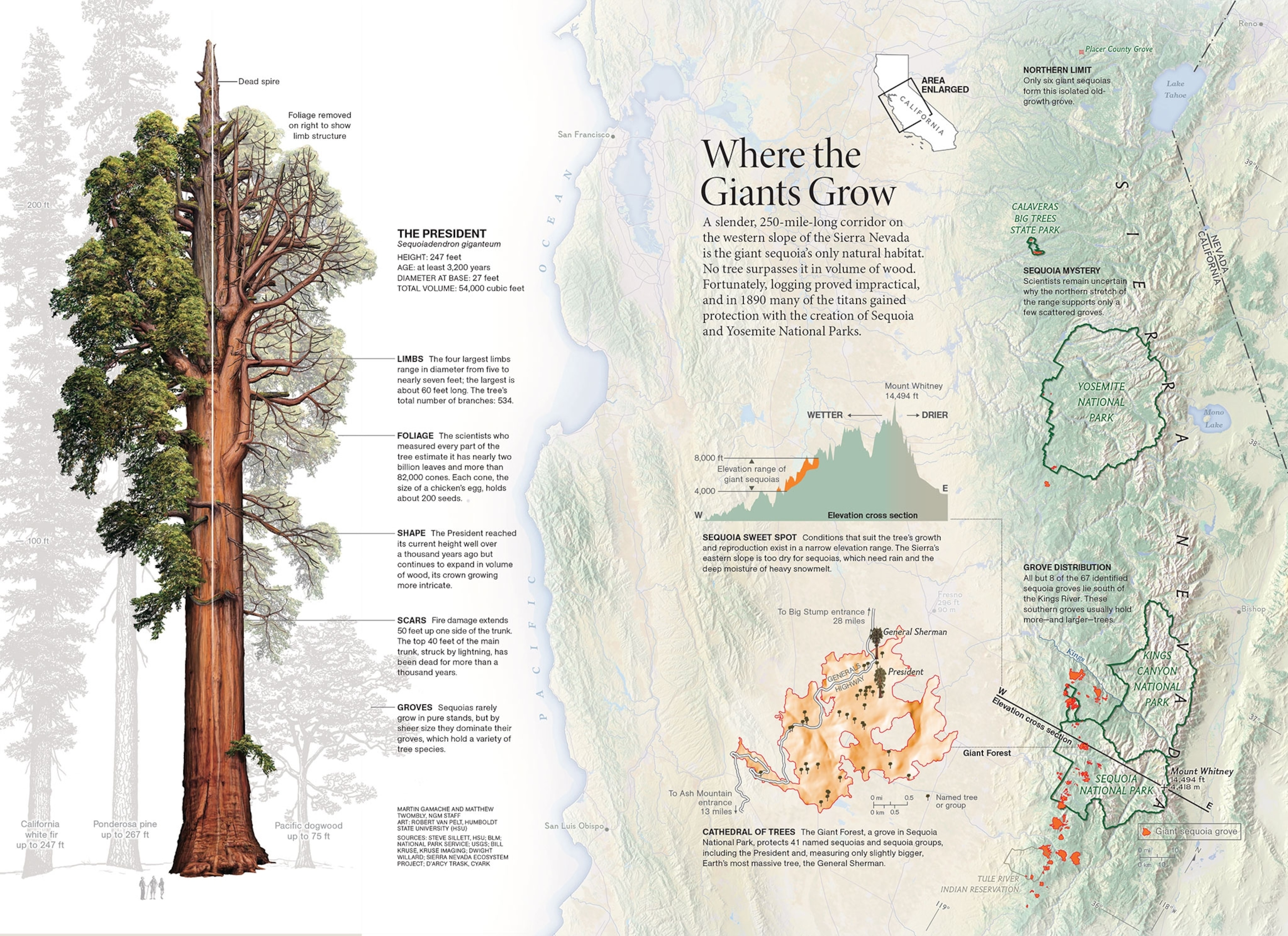 Sequoia National Park in the United States