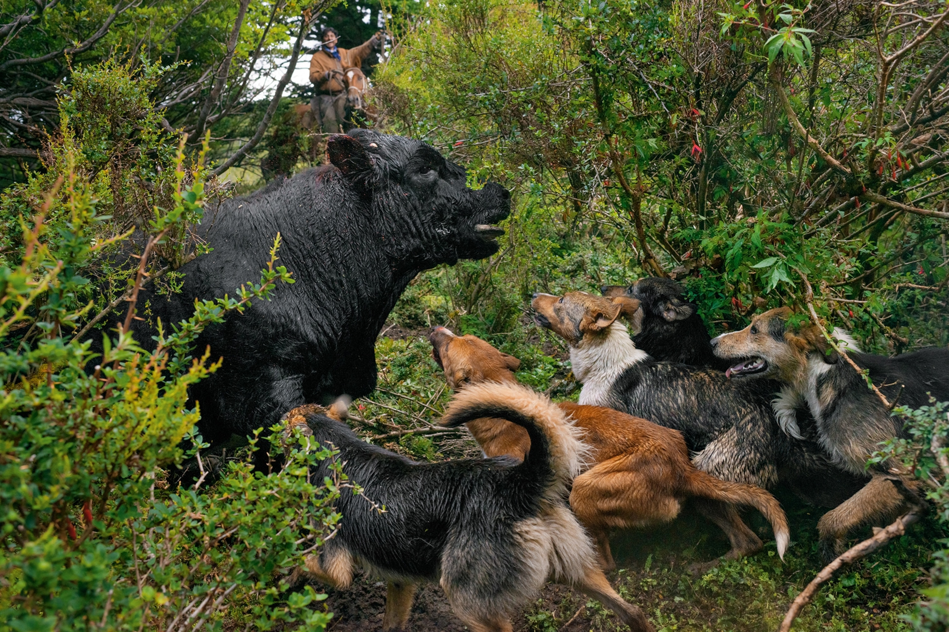 dogs cornering a bull