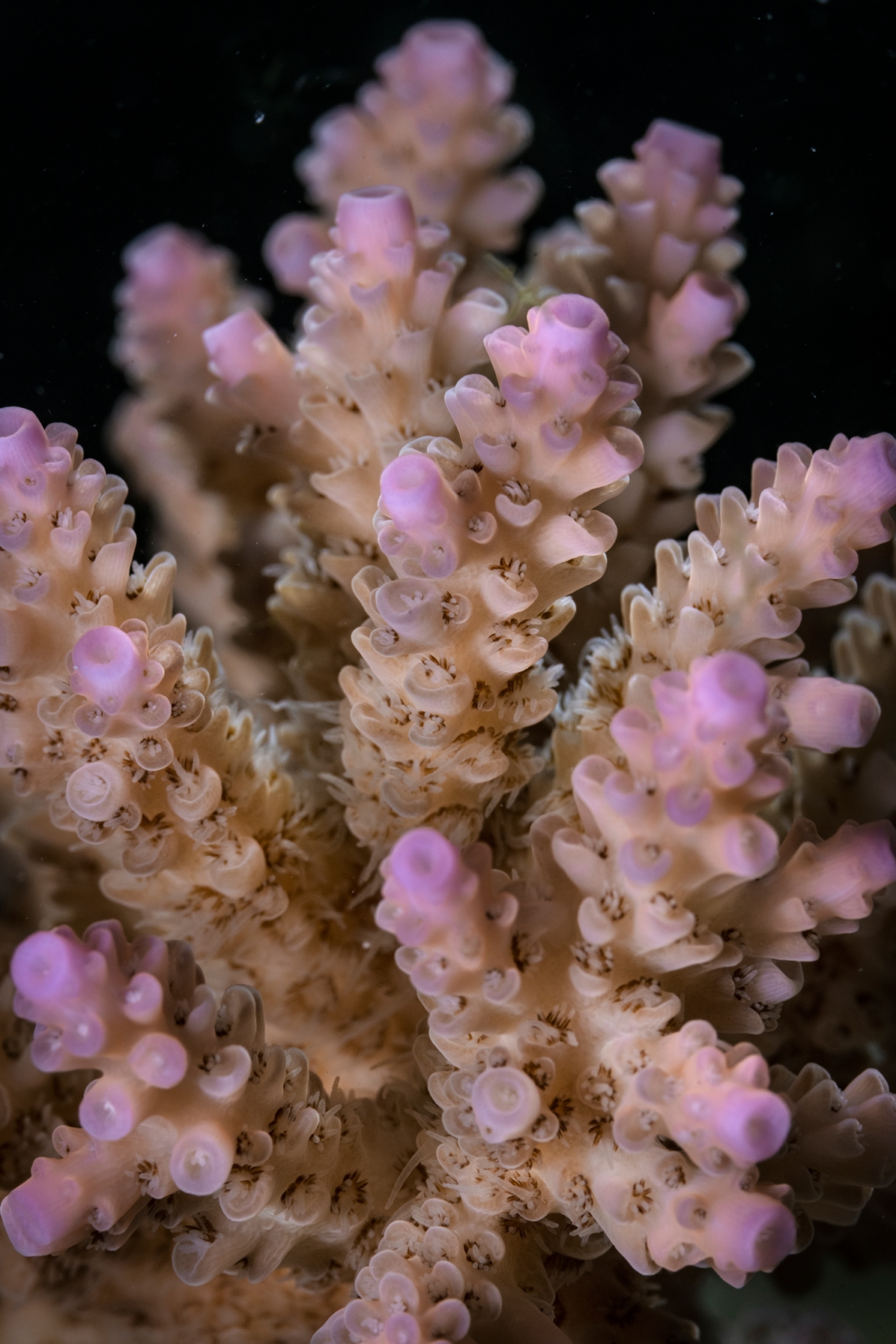 A macro shot of the pint coralsamples
