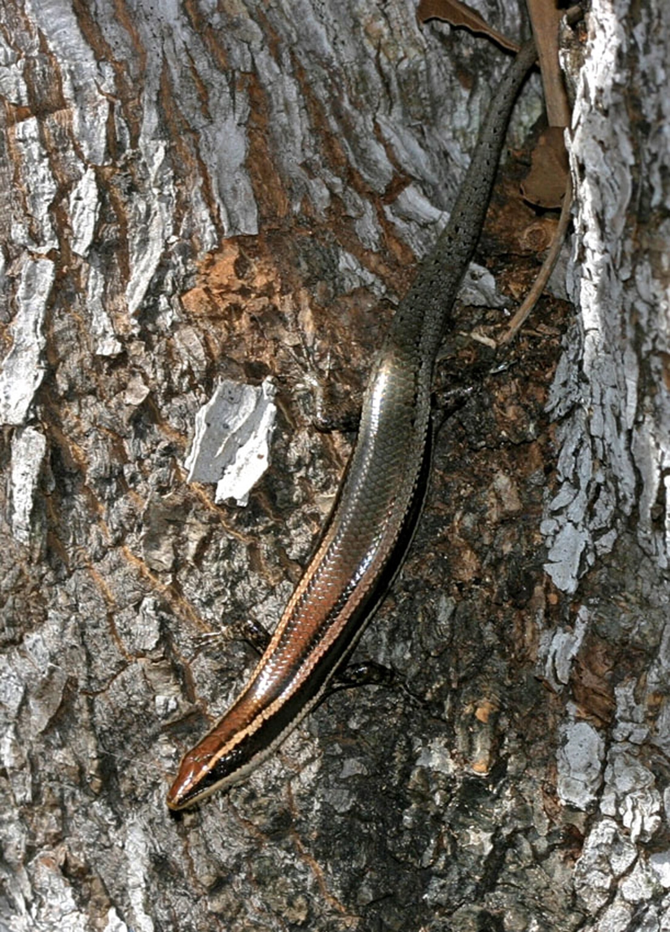 Jamaican skink picture: 1 of 39 new skink species found in the Caribbean