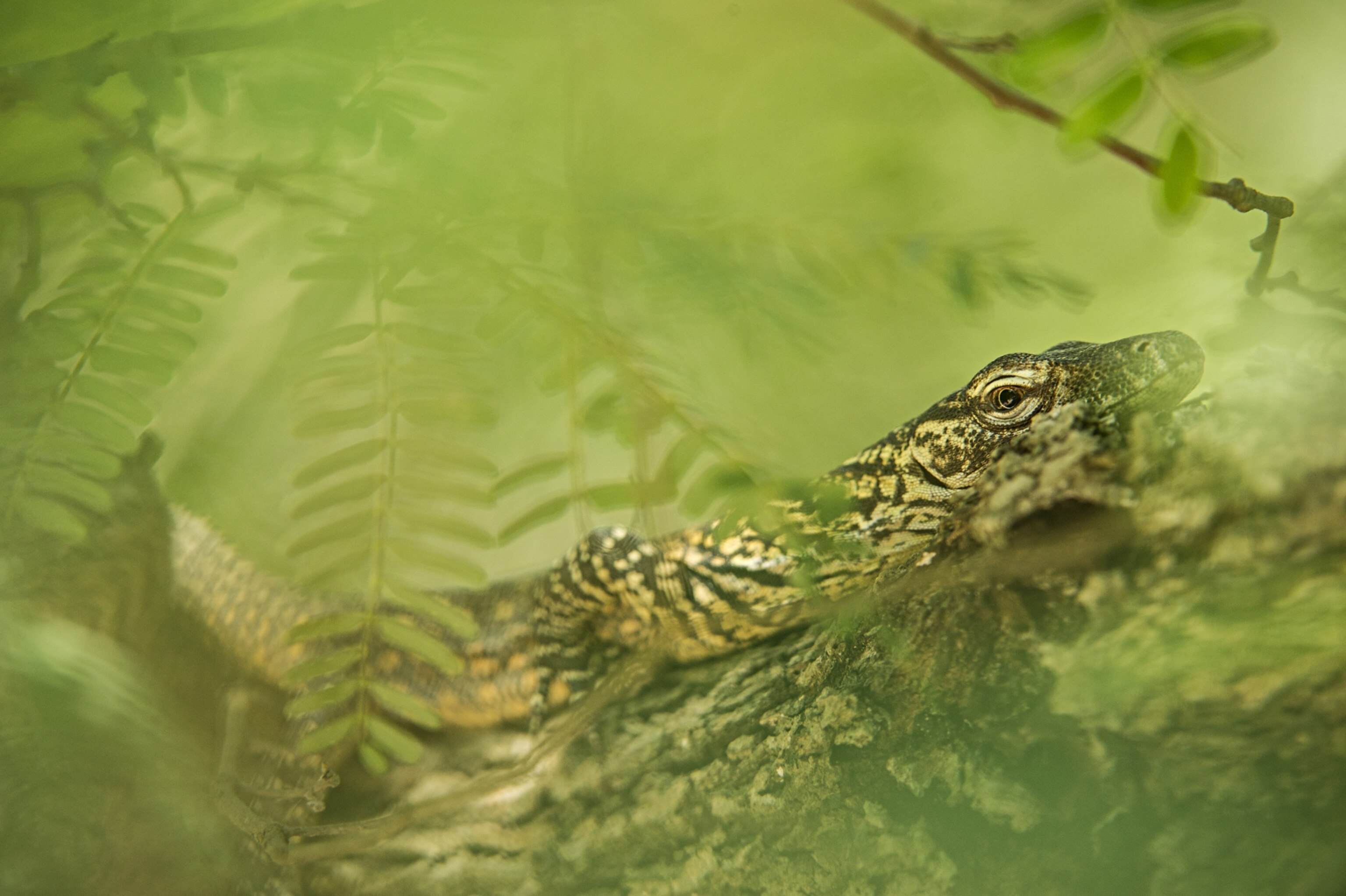 a young komodo dragon on a branch