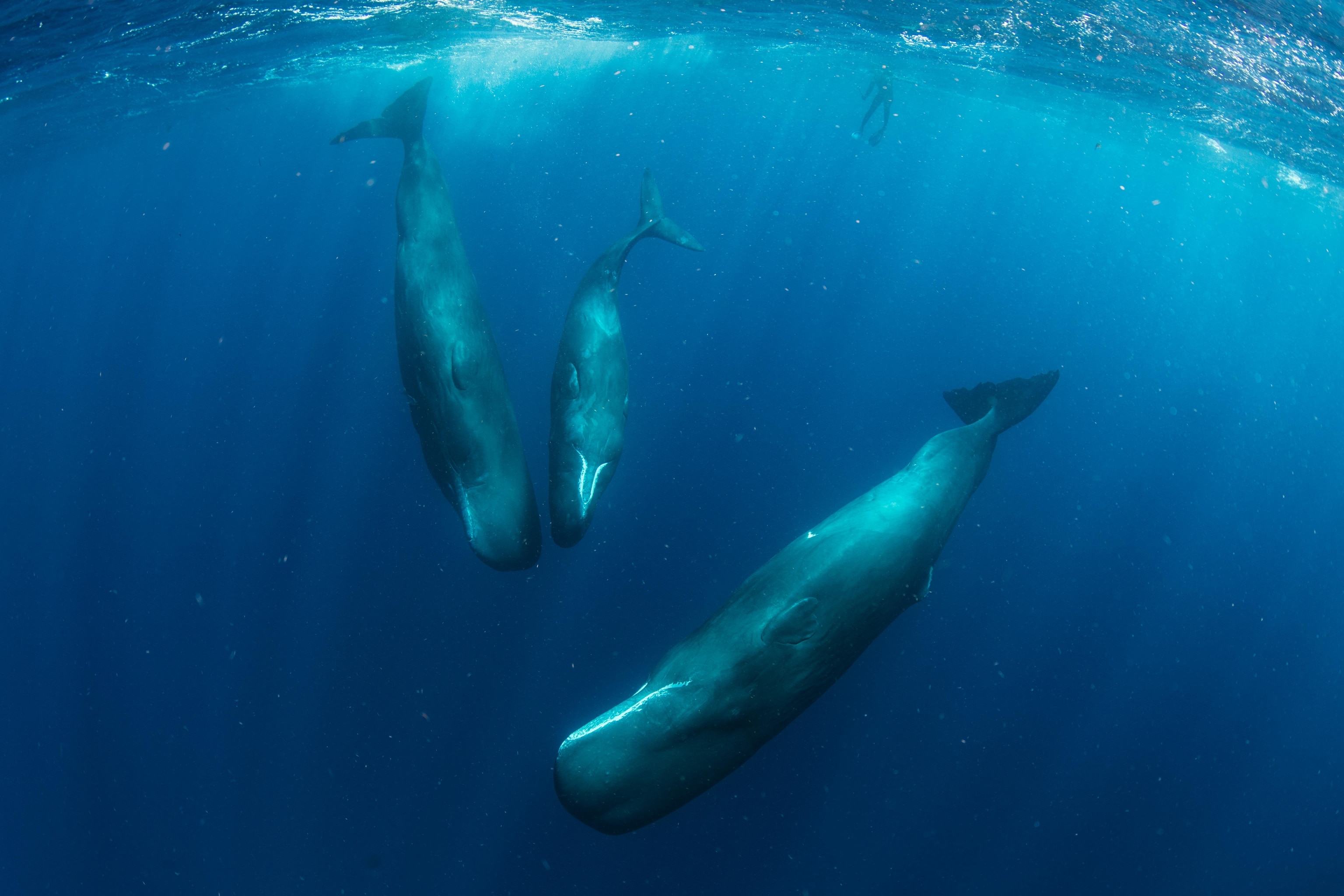 Sperm whales in the waters of Dominica.