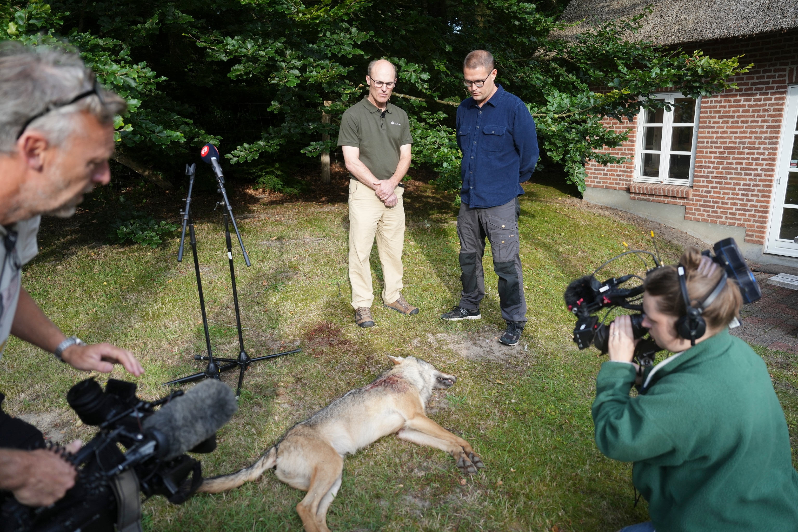 A dead wolf lies in the grass as two men stand observing it, with a man, left, and woman, right, holding cameras in the foreground.