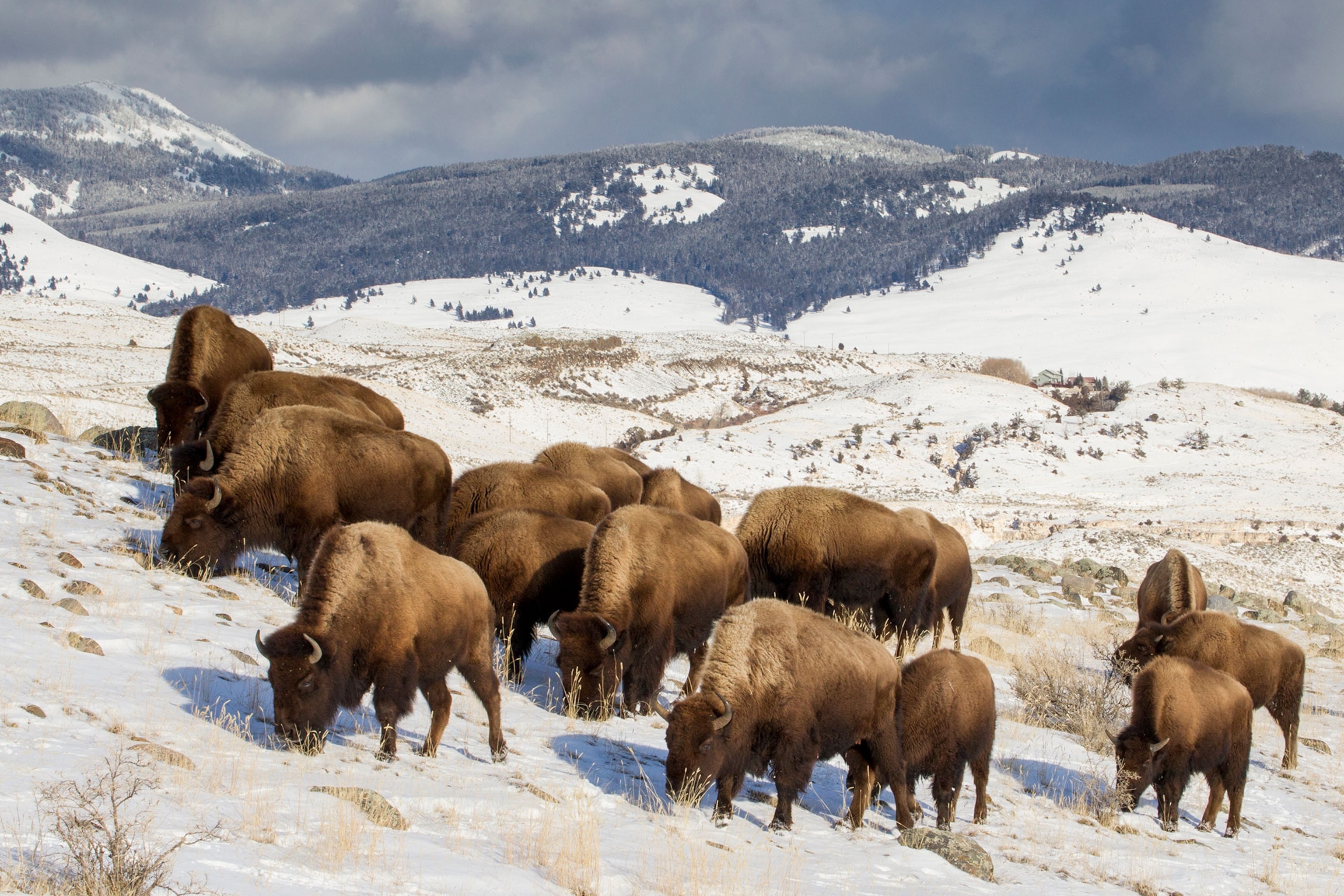 A herd of bison stand together.