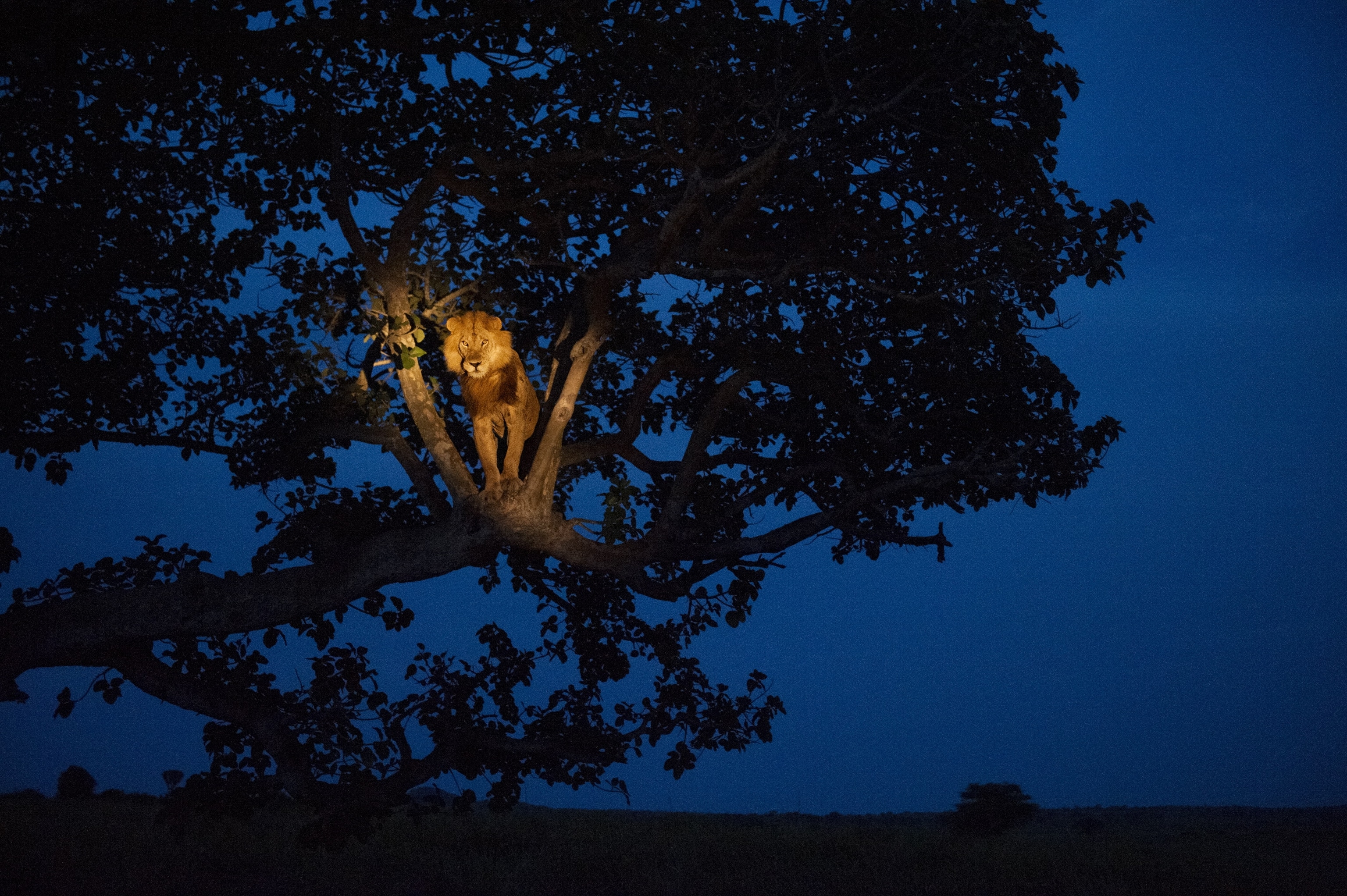 A lion stands in a tree in the night