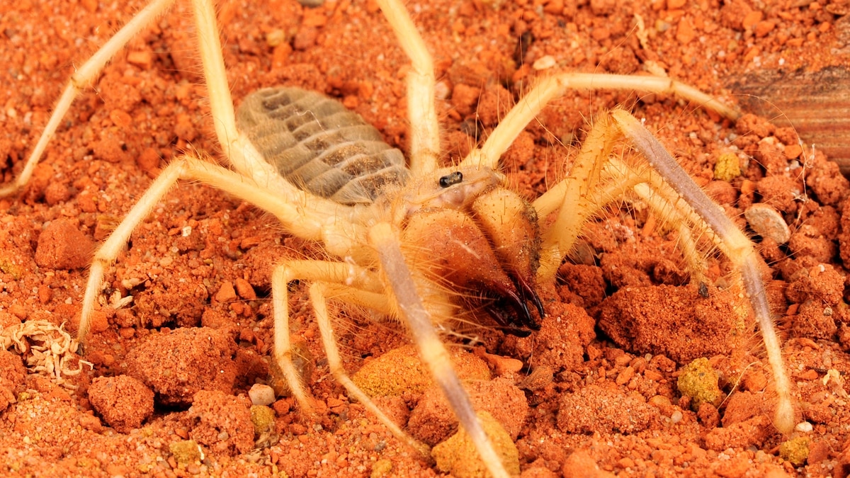 Australian Desert Spiders