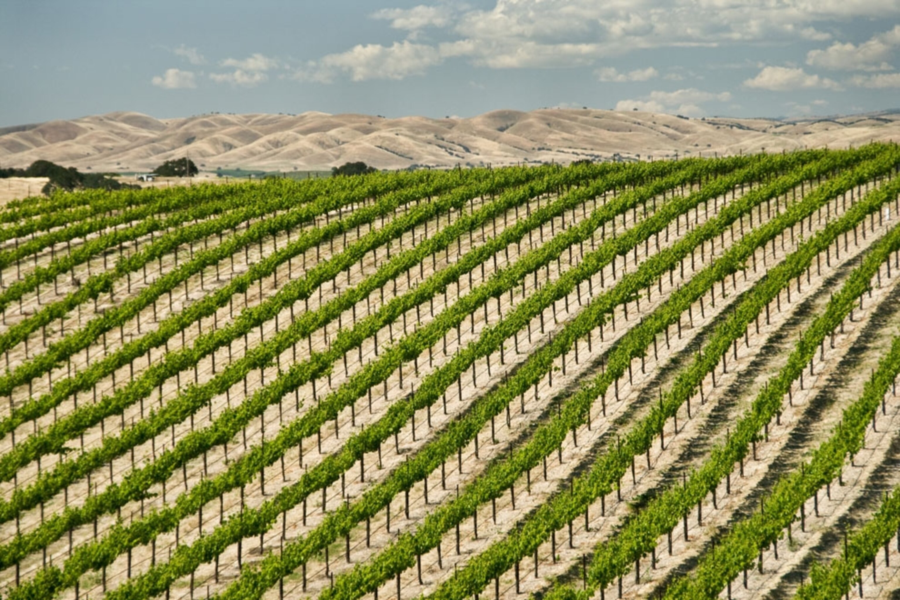 Vineyard near Paso Robles