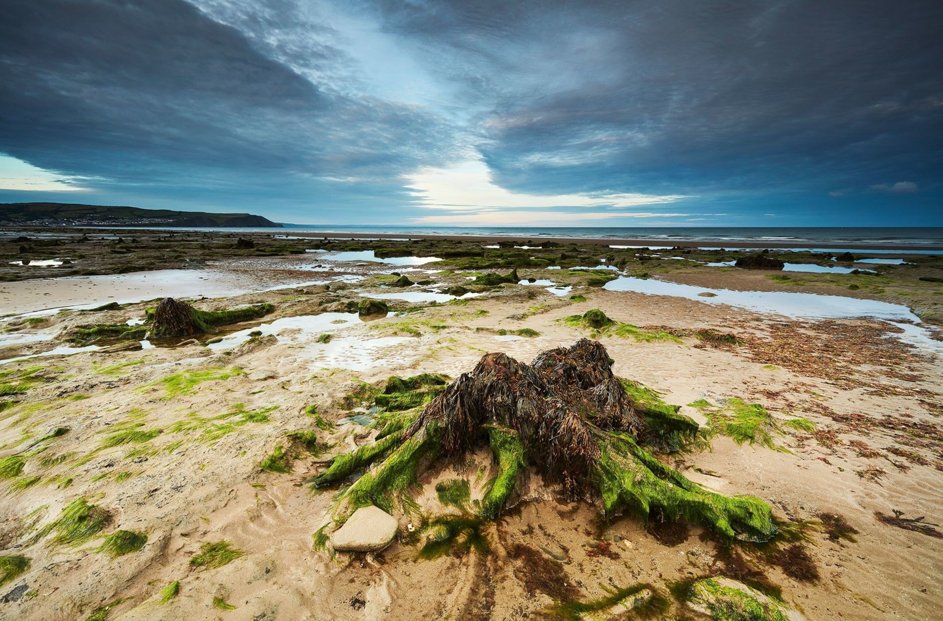 The ancient remains of the Ynyslas forest in Cardigan Bay
