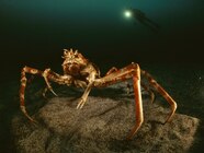 10 Facts About Deep Sea Creatures NIDUYM