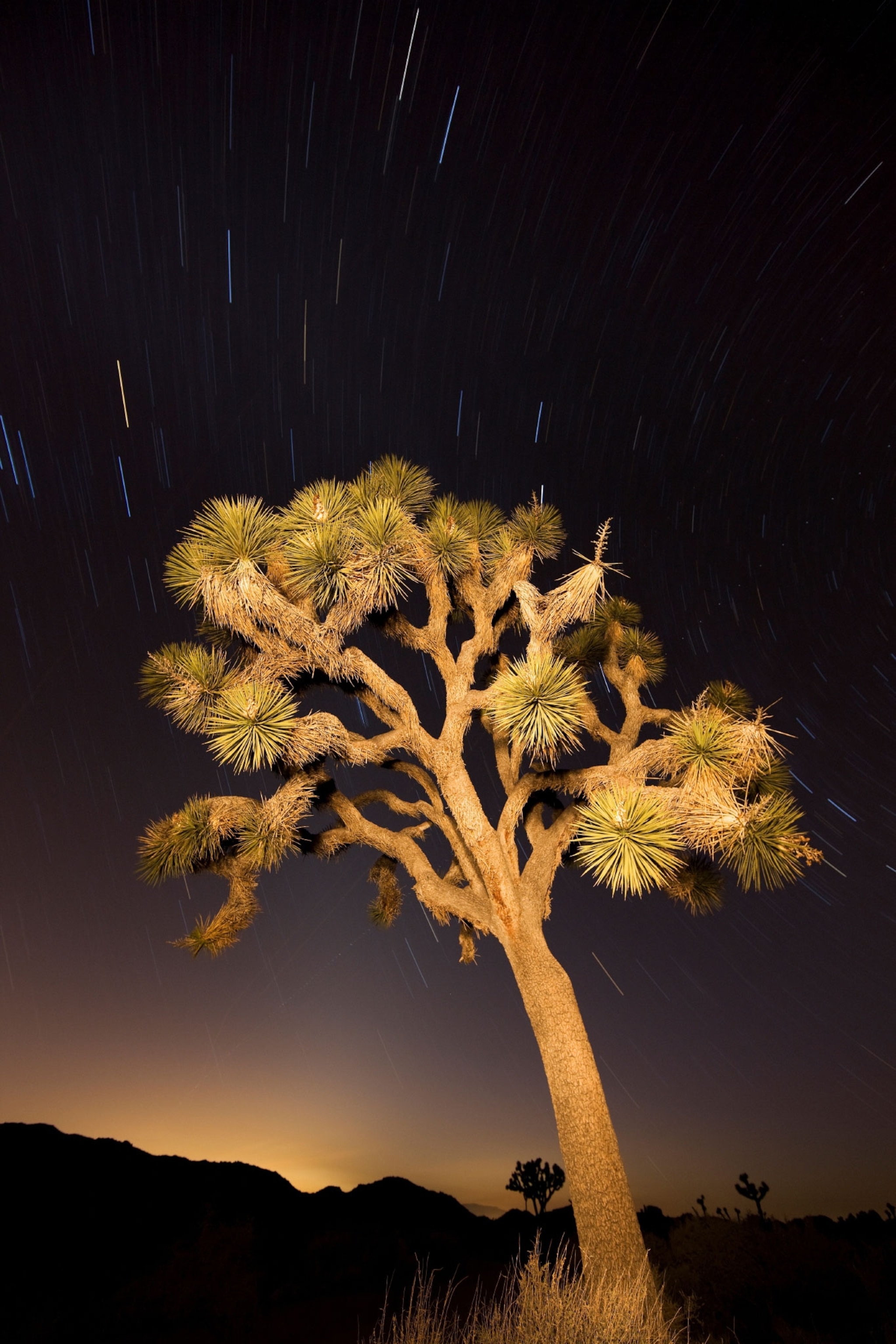 Climate Change Threatens An Iconic Desert Tree