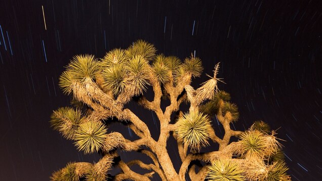 Climate Change Threatens An Iconic Desert Tree Climate Change Threatens An Iconic Desert Tree