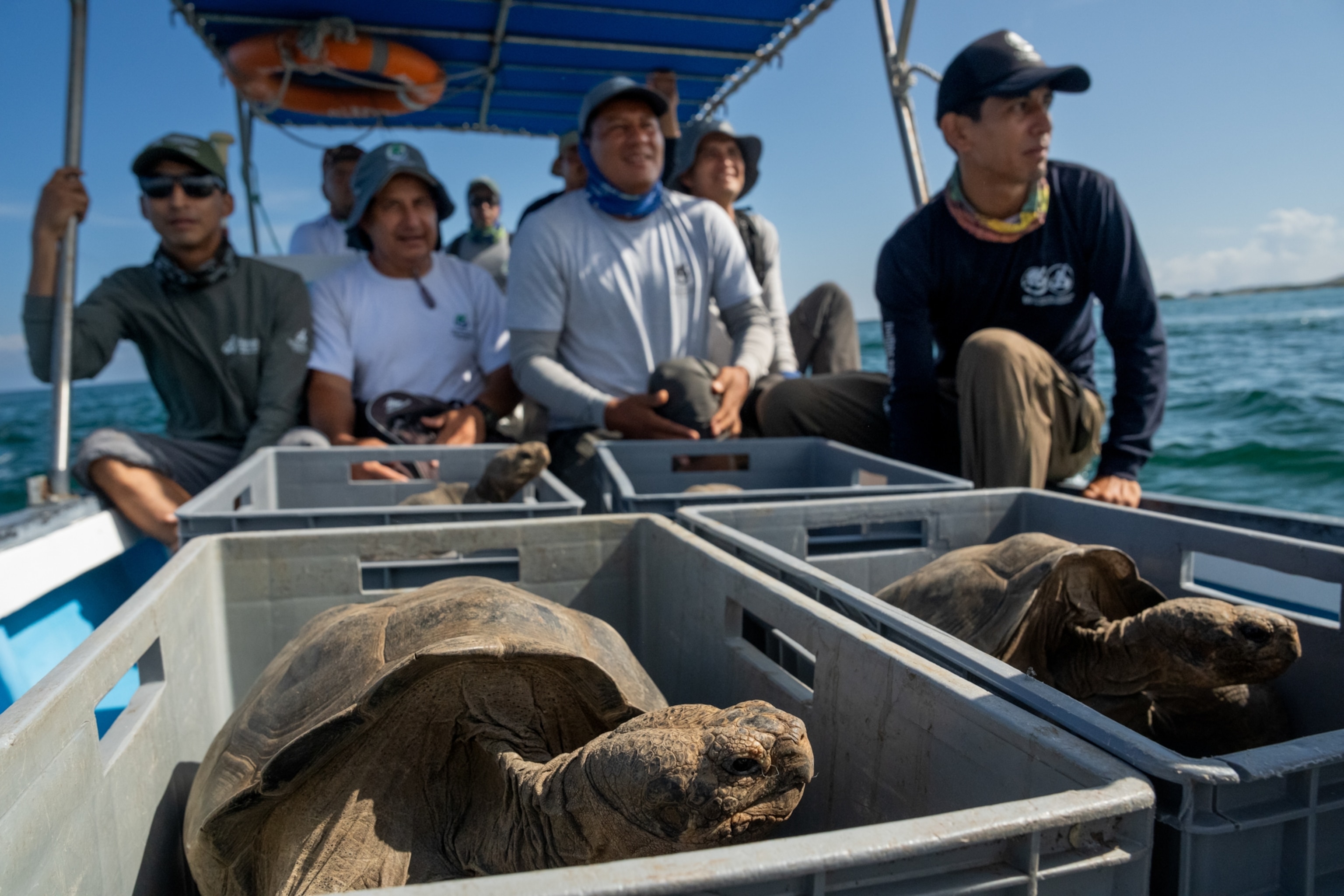 A group of people on a boat in the background, a tortoise can be seen peering over a crate.