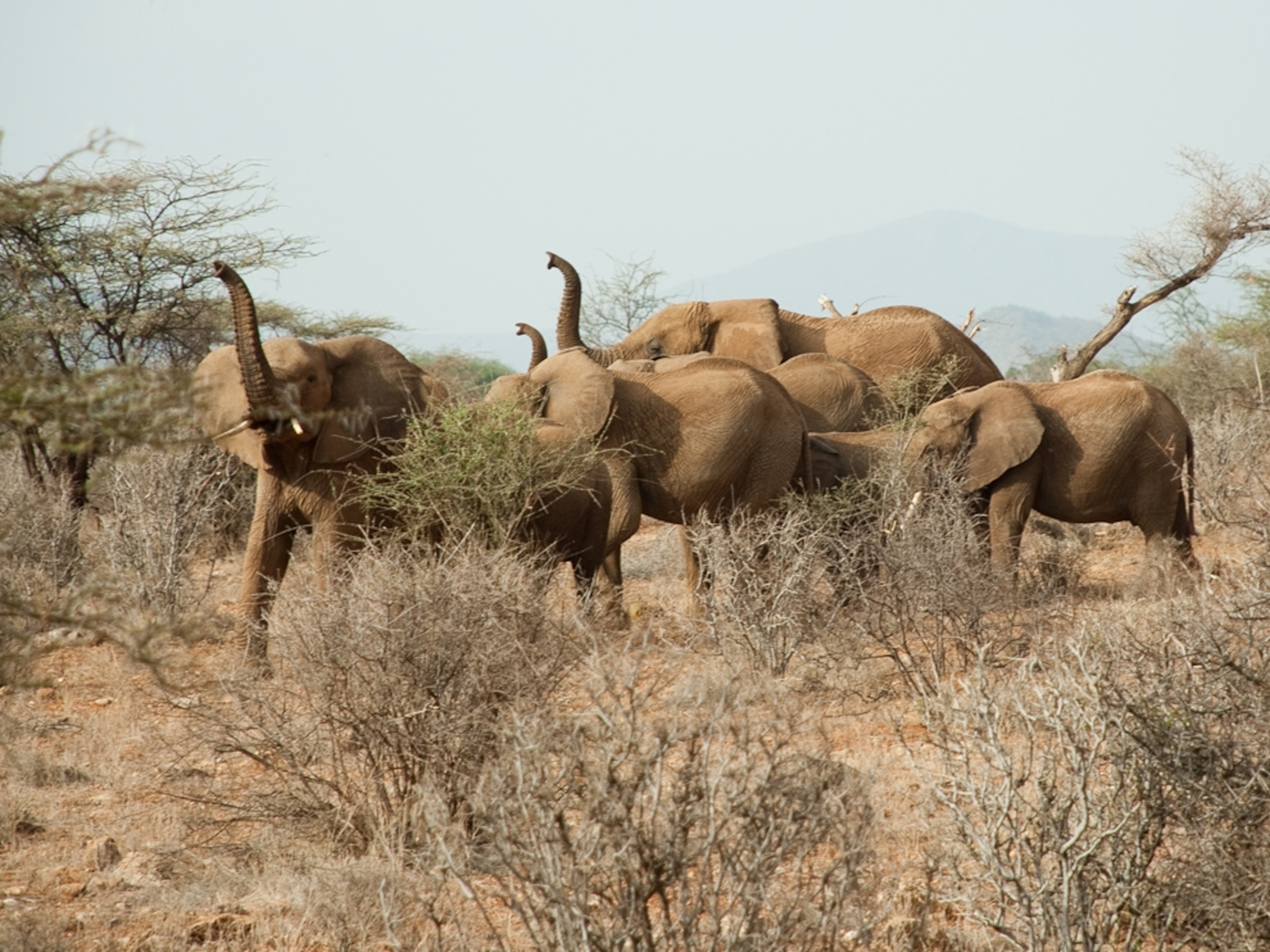 young elephants trumpeting in Kenya's Samburu National Reserve