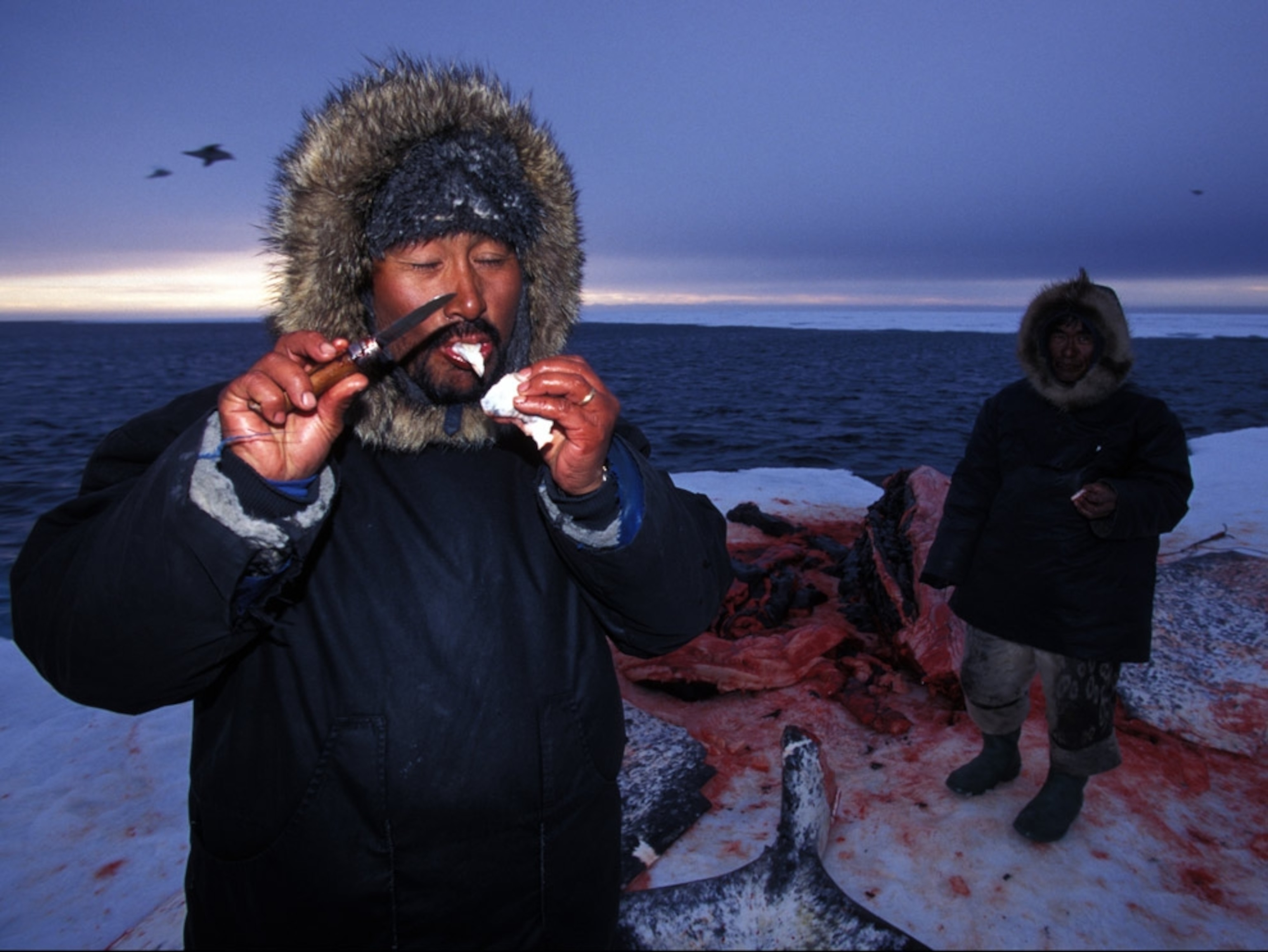 An Inuit man eating whale skin