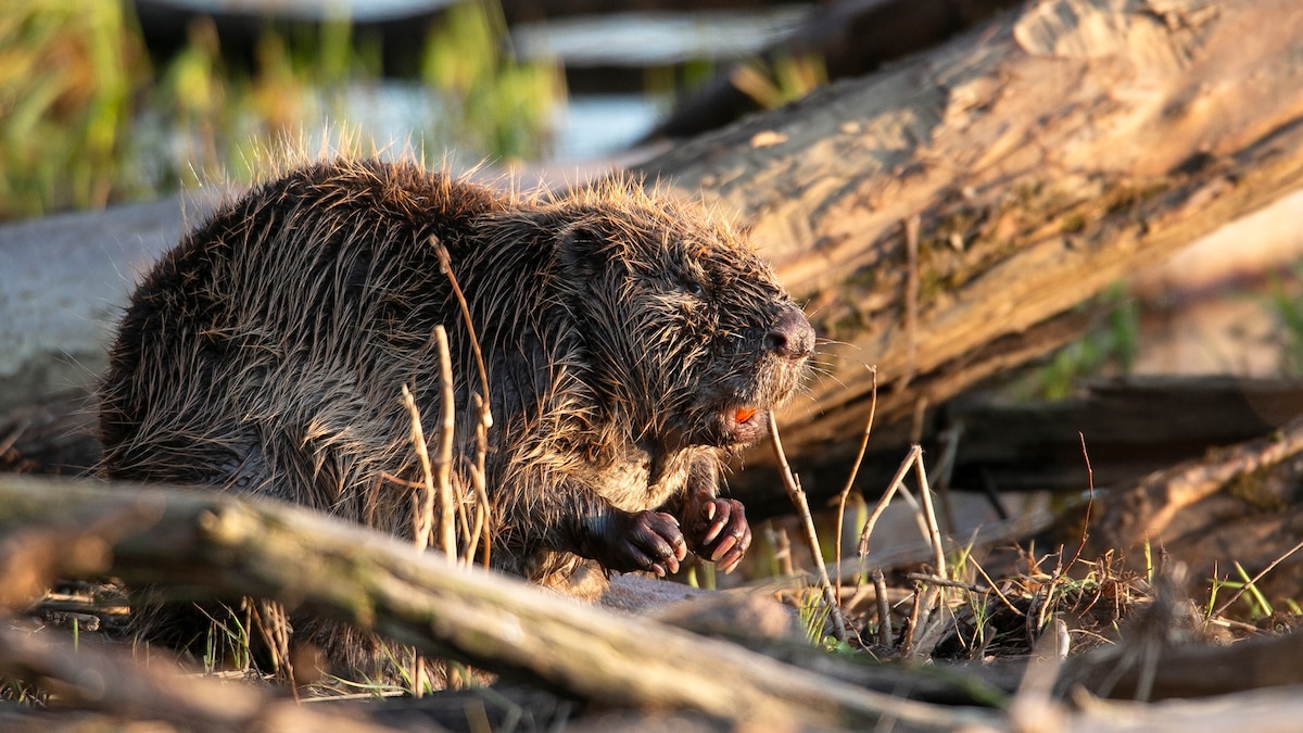 Beavers Build Dam Overnight, Saving Village?