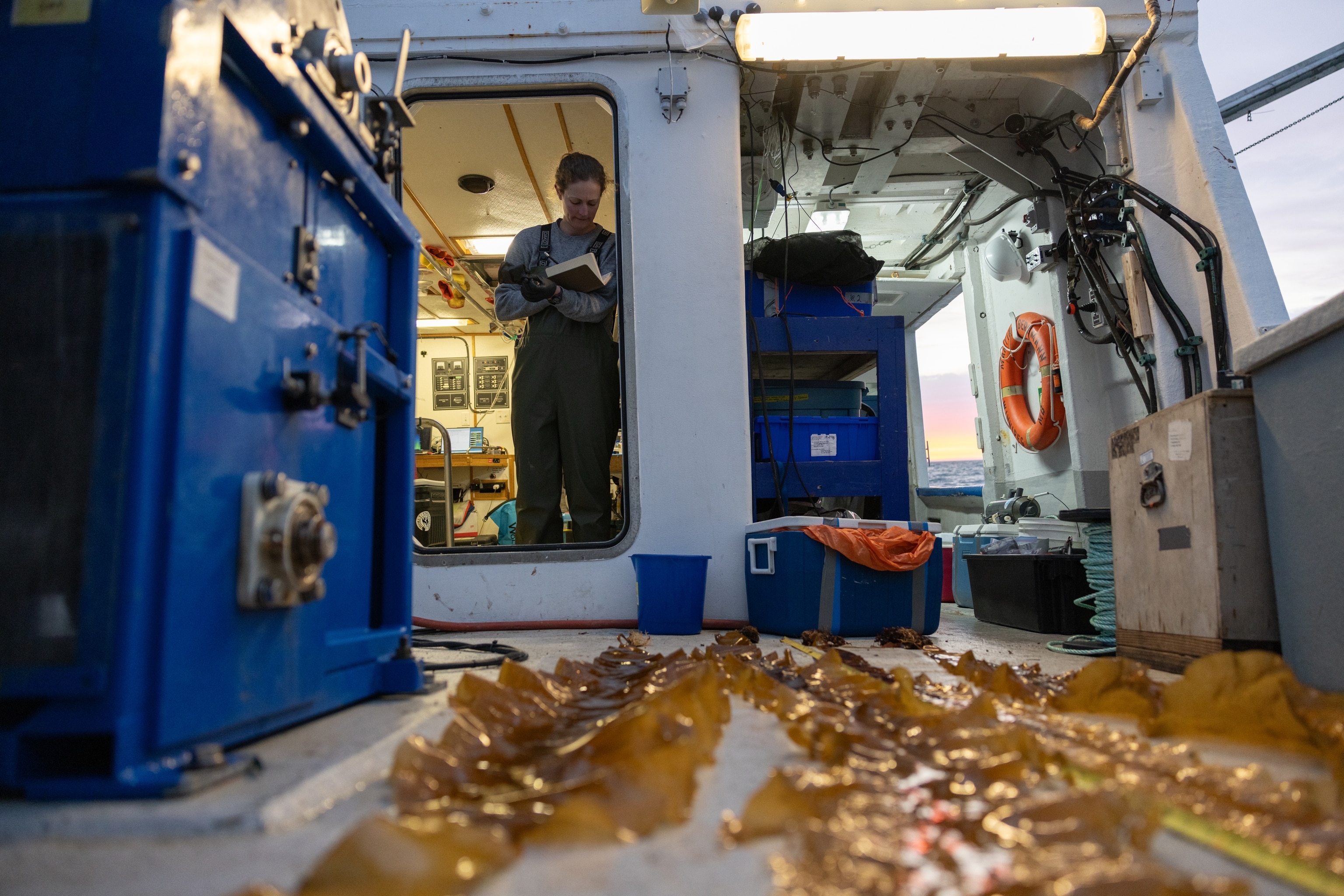 National Geographic Explorer and marine biogeochemist Kristina Brown recording measurements of the kelp samples.
