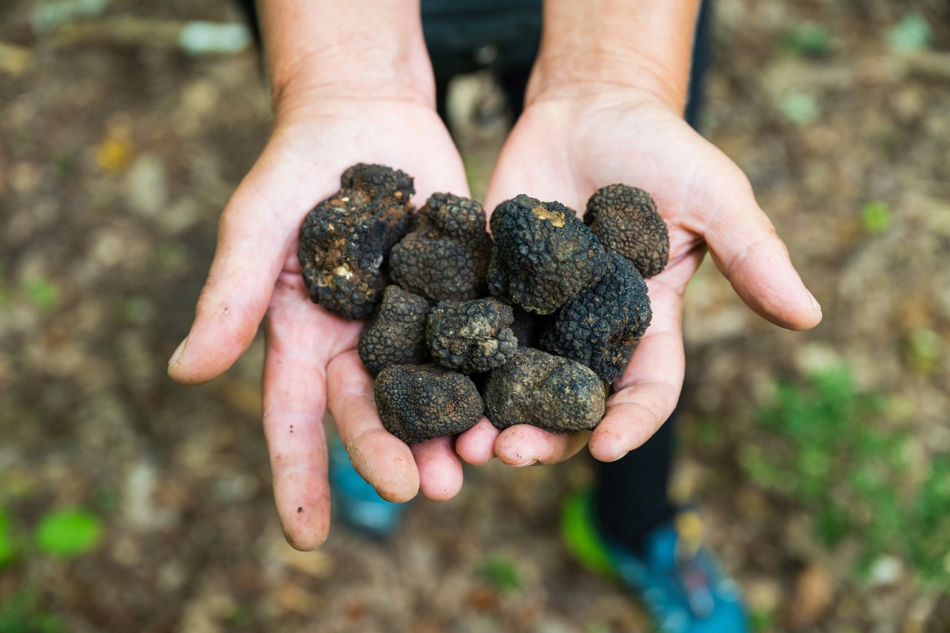 A handful of truffles. They are incredibly dark, and an array of shapes and sizes. They look a bit like lumps of coal.