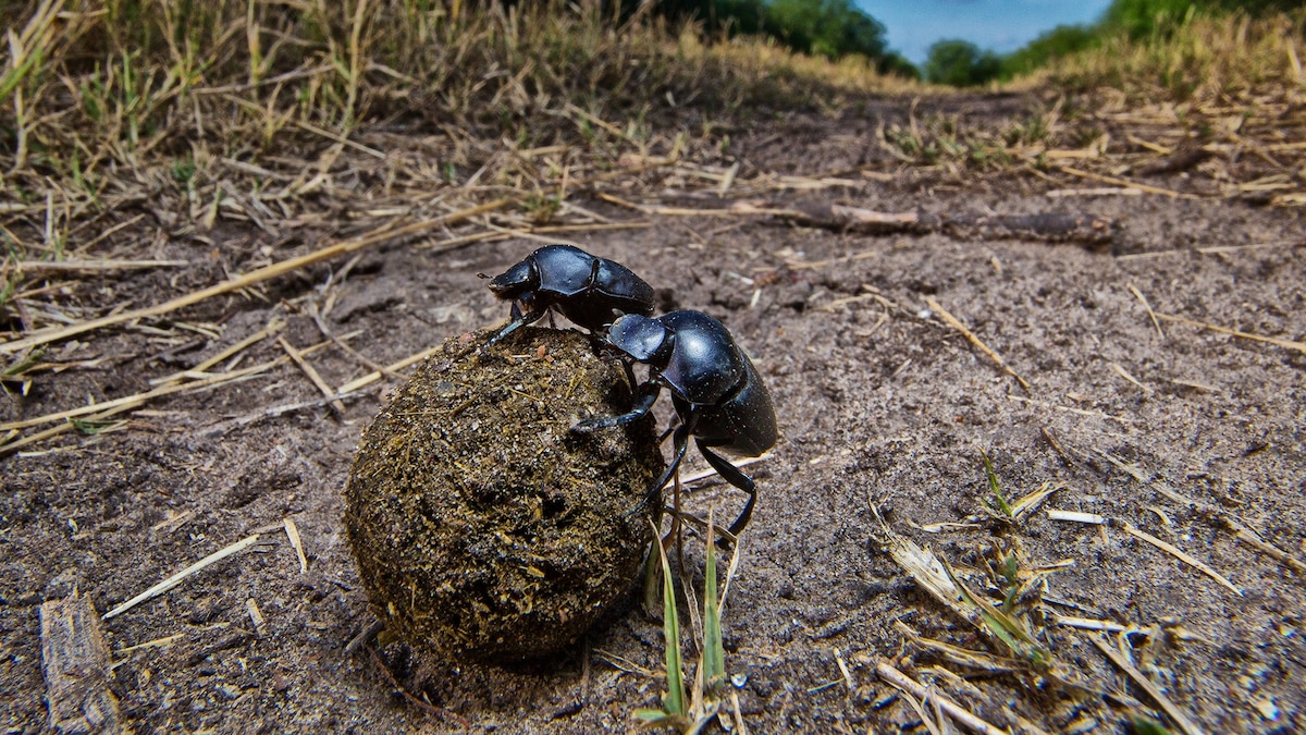 Why Do Animals—Including Your Dog—Eat Poop?