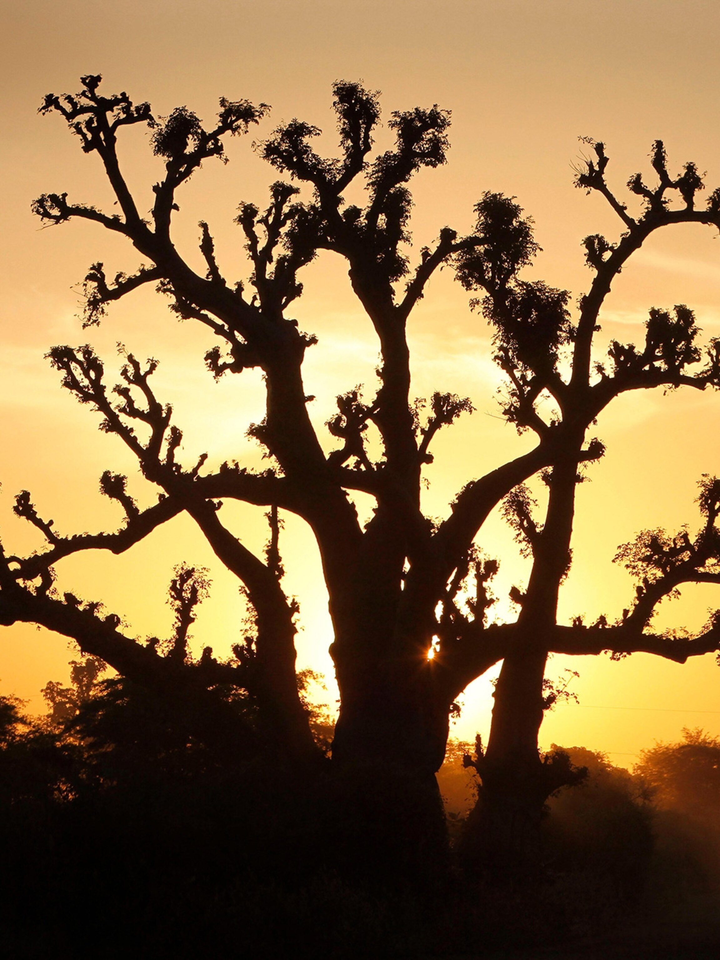 Is Africas Ancient Baobab Tree Growing picture