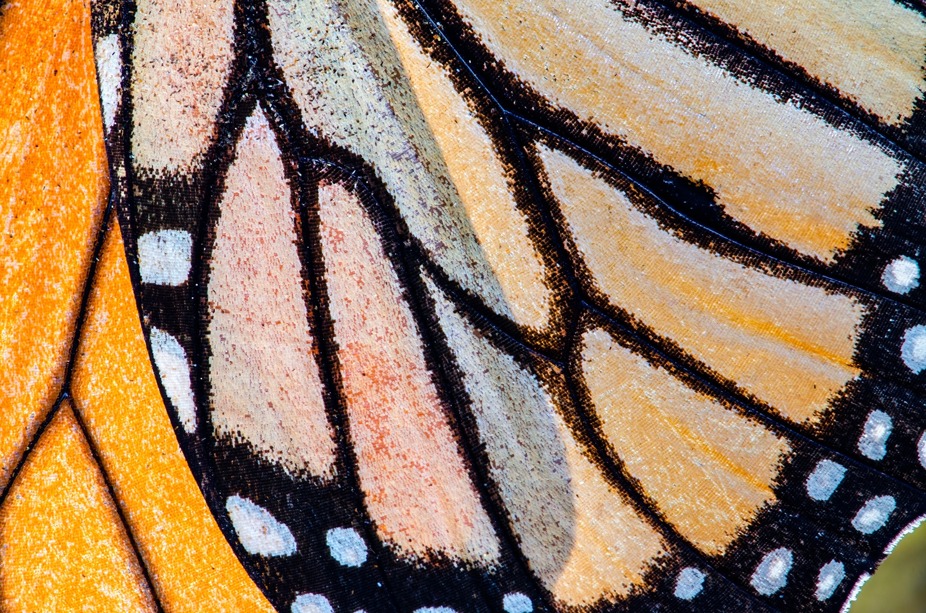A macro shot of a monarch butterfly's wing