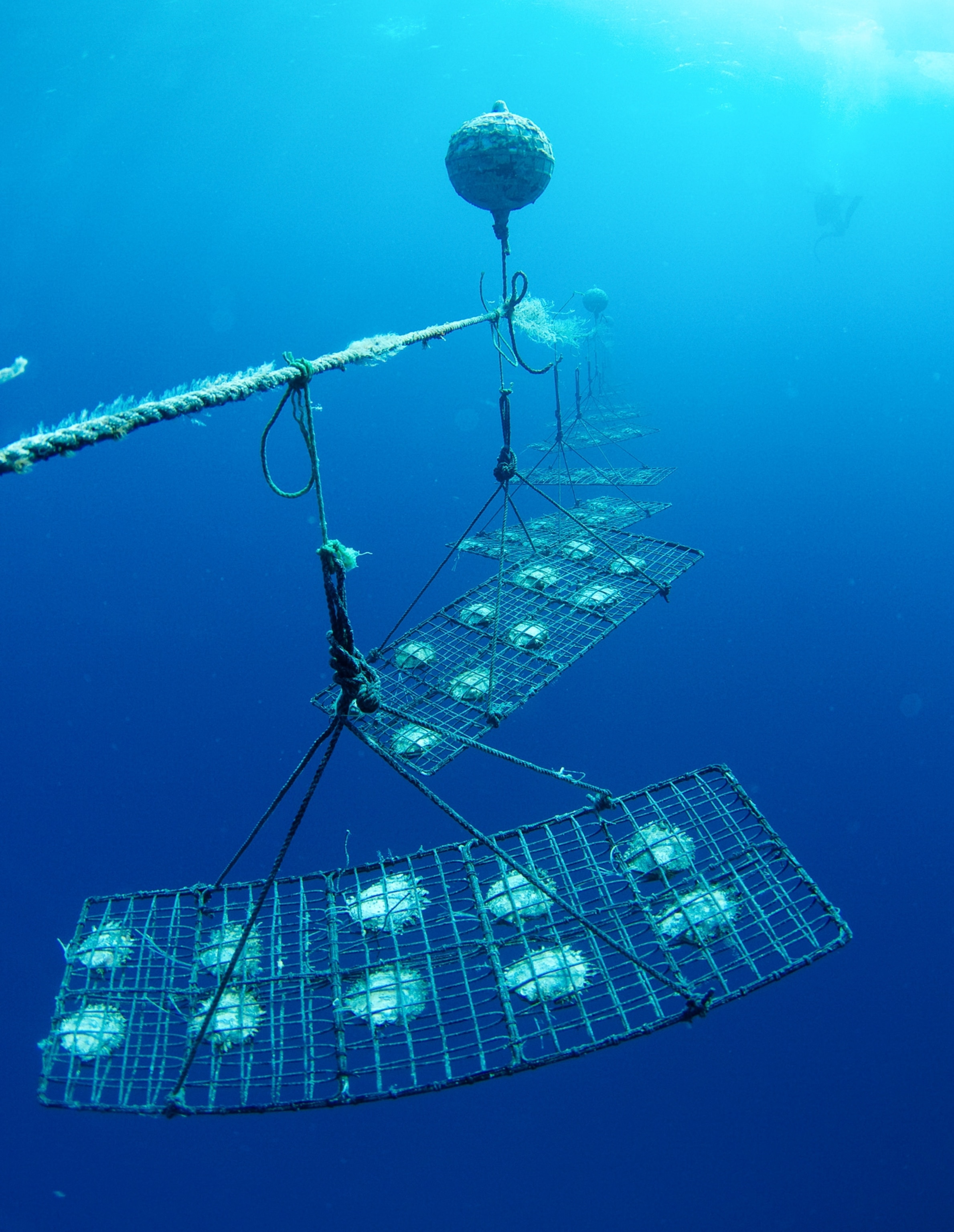 Pearl Farming - Picture of pearl oysters held underwater at Kamoka