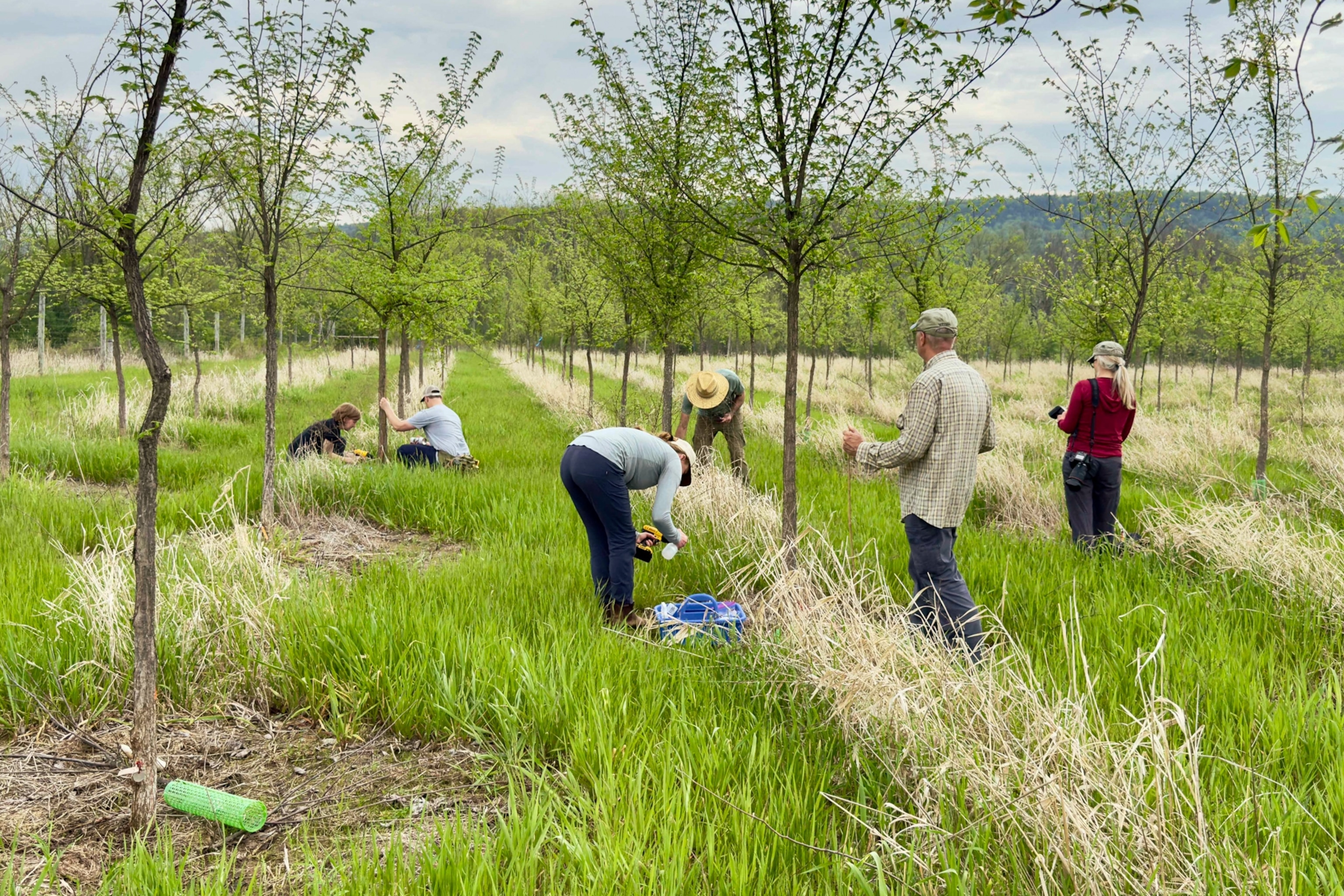 Researchers tending to American elm trees.