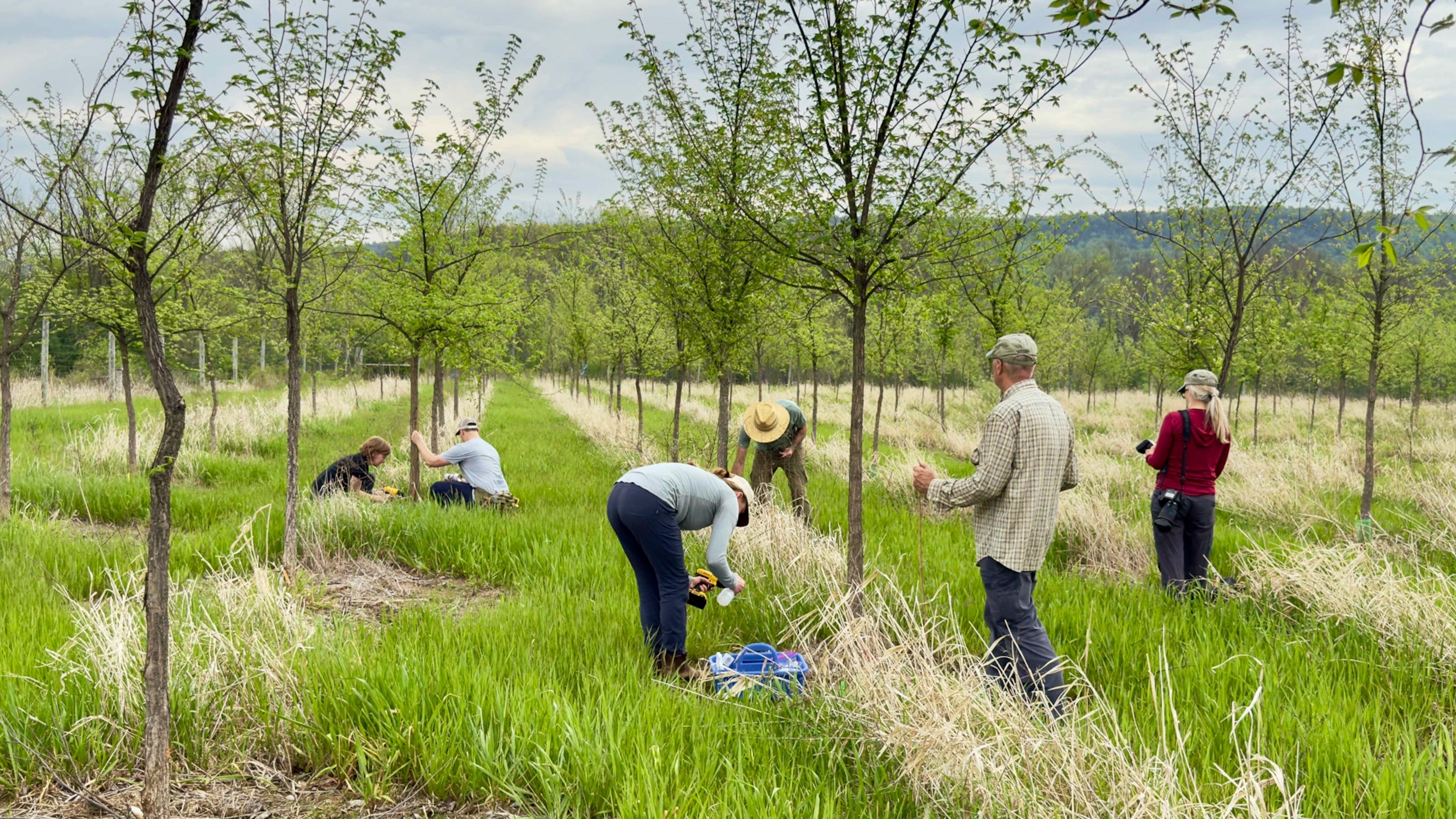 Inside the Longshot Experiment to Resurrect Elm Trees—With the Disease That Decimated Them