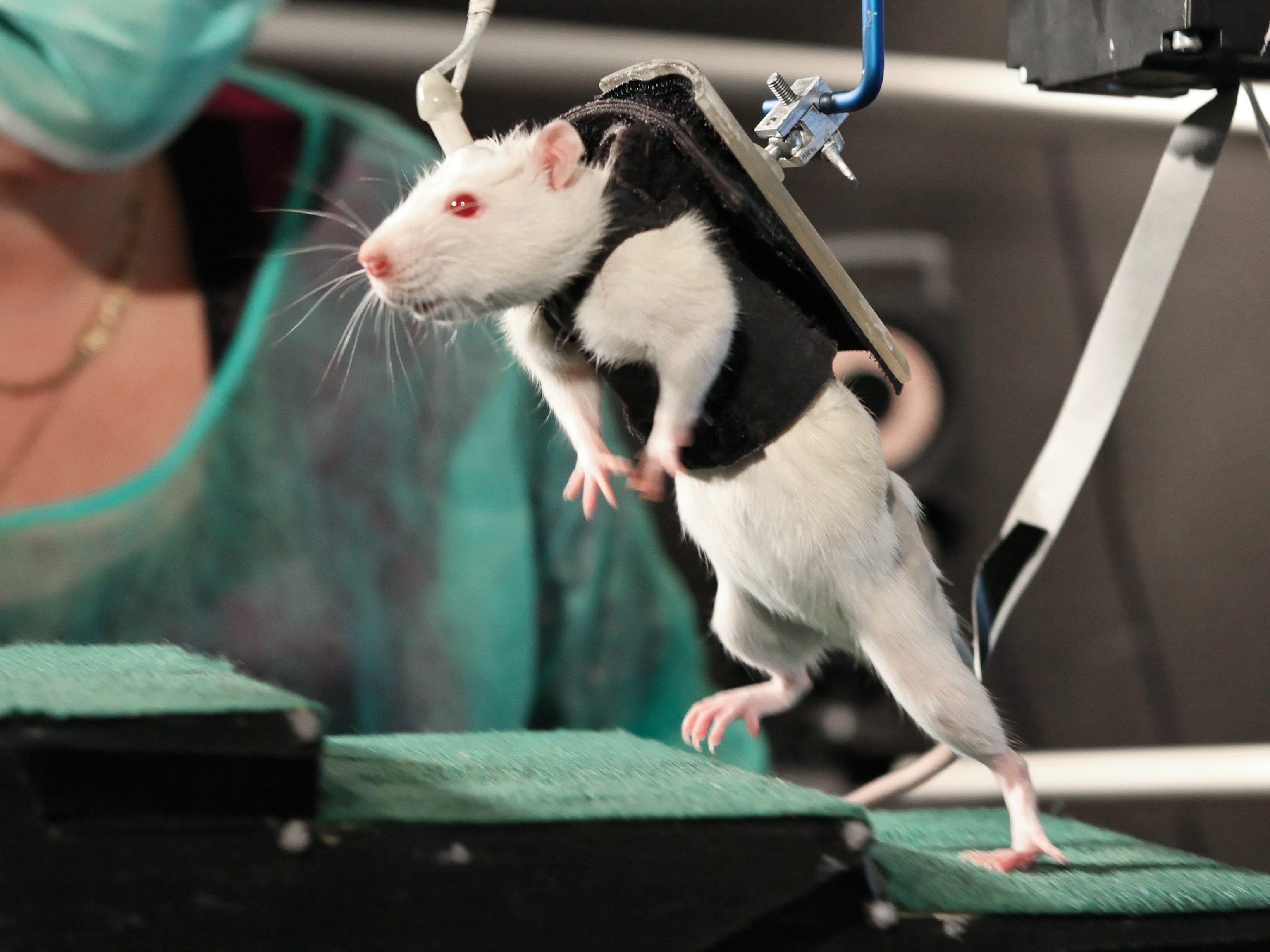 A once-paralyzed rat with a robotic harness.