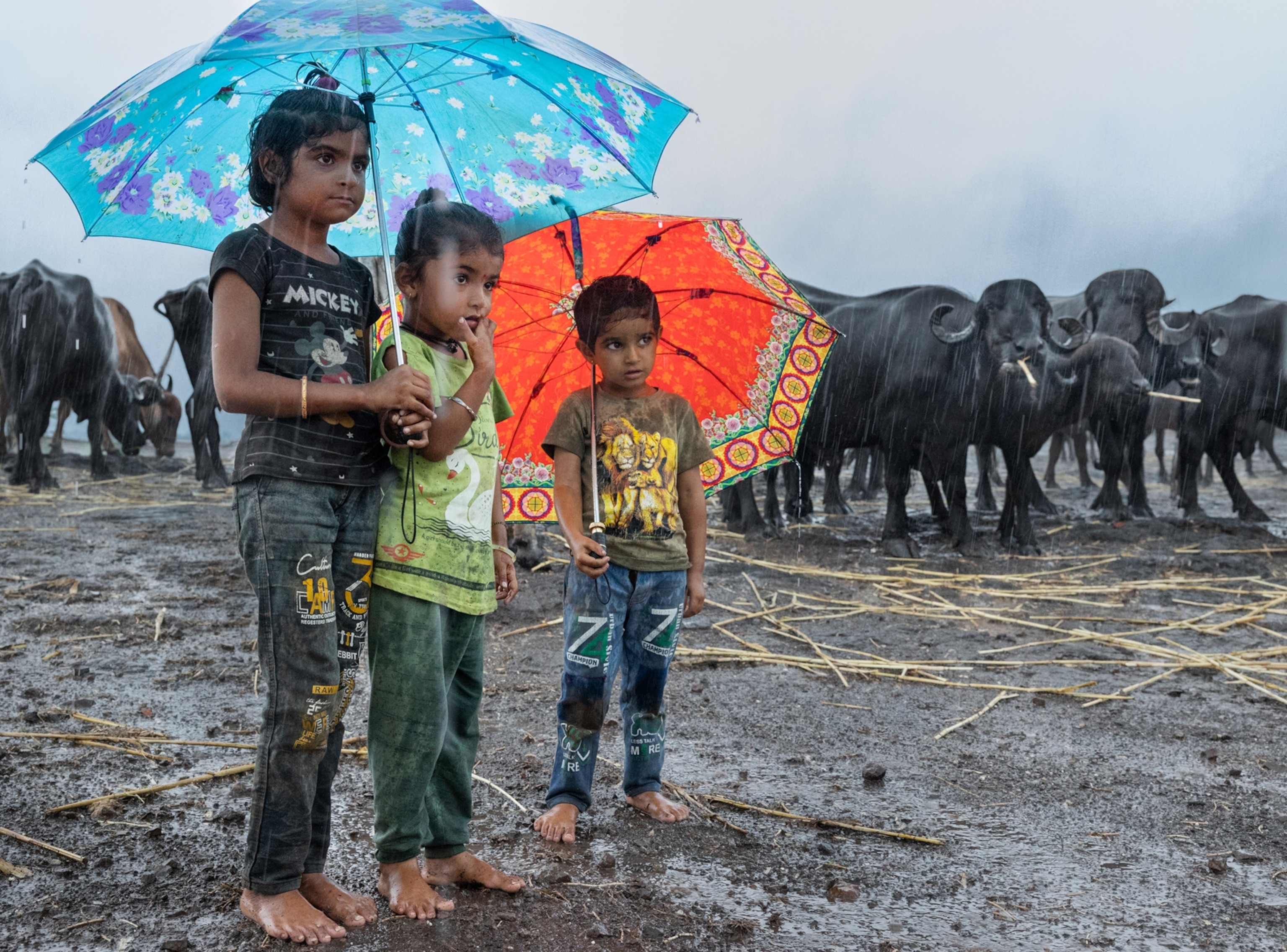 Three kids stand under umbrellas with buffalo behind them.