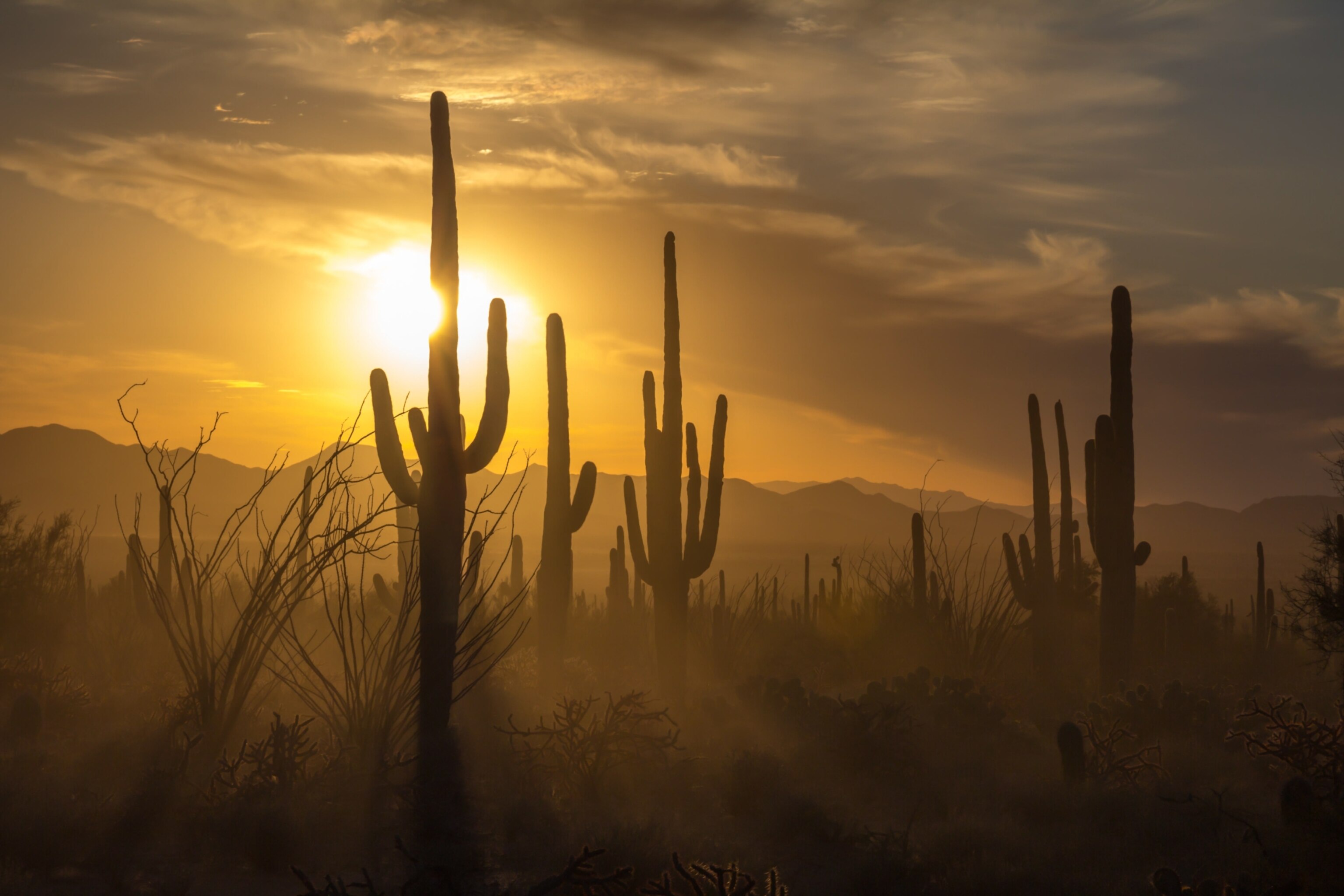 Saguaro National Park offers so much more than iconic cacti