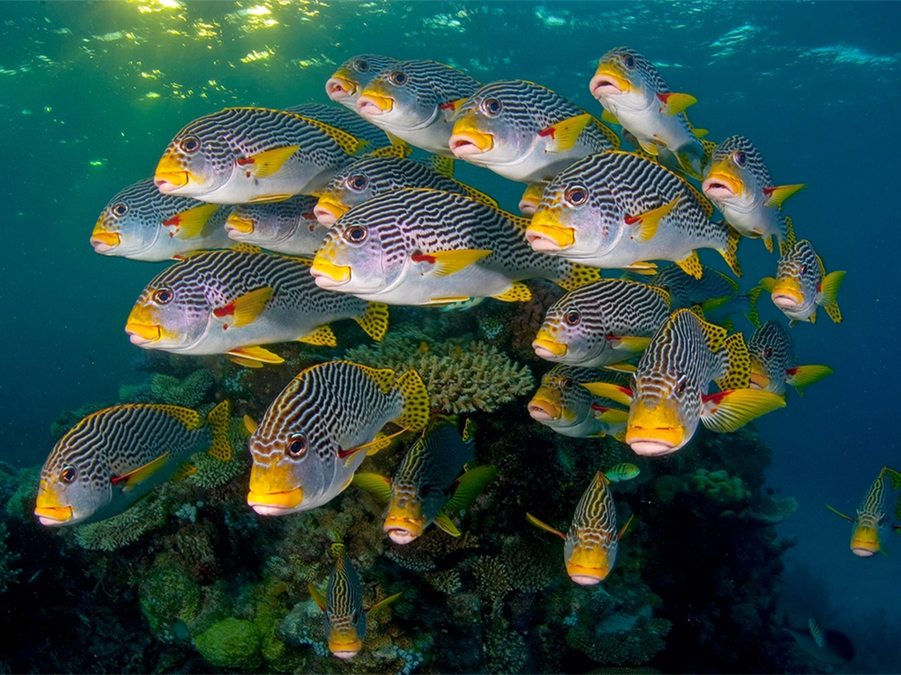 diagonal-banded sweetlips in the Great Barrier Reef, Queensland, Australia