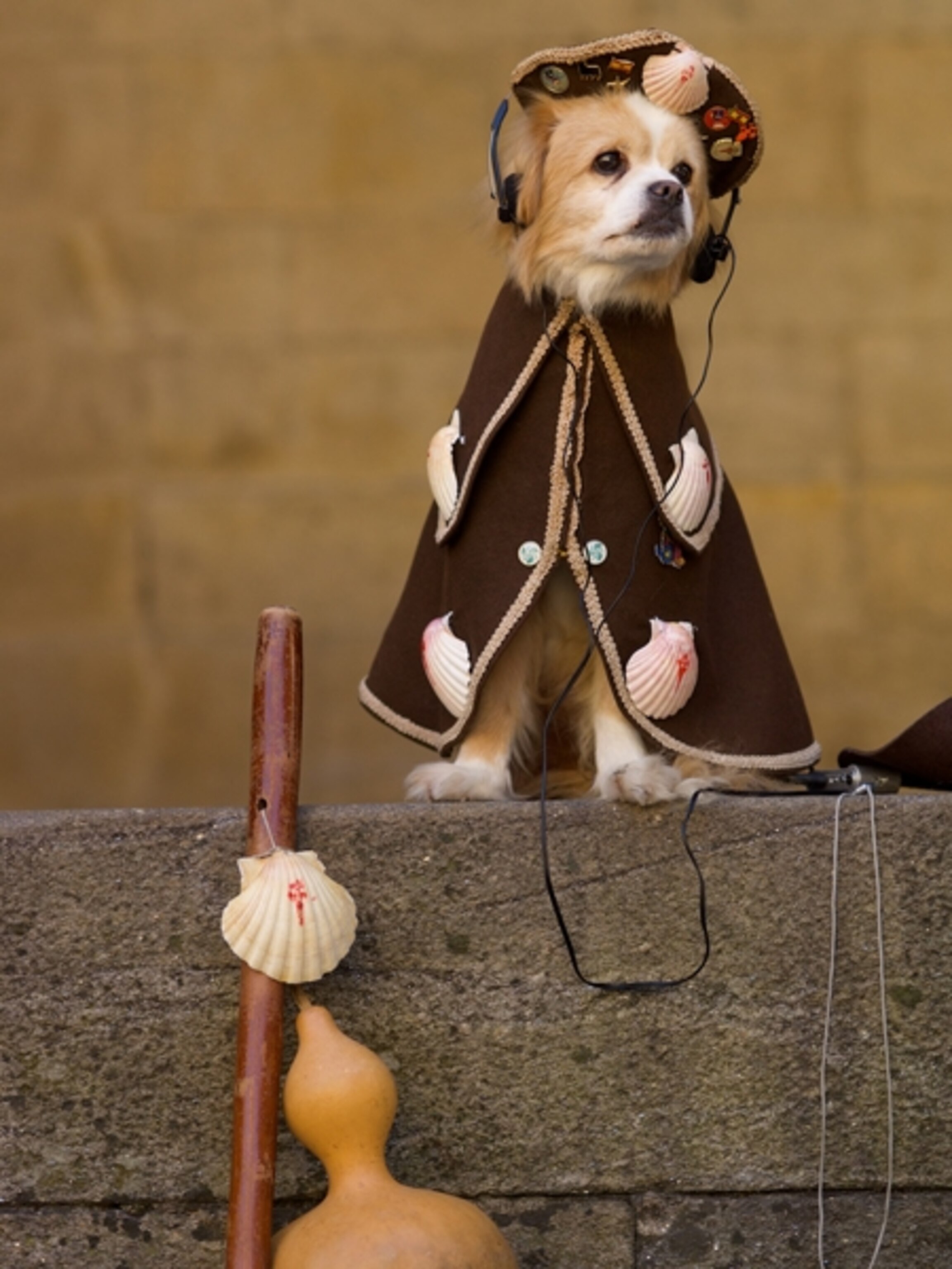 a "pilgrim" dog on the plaza of the clock tower, Galicia