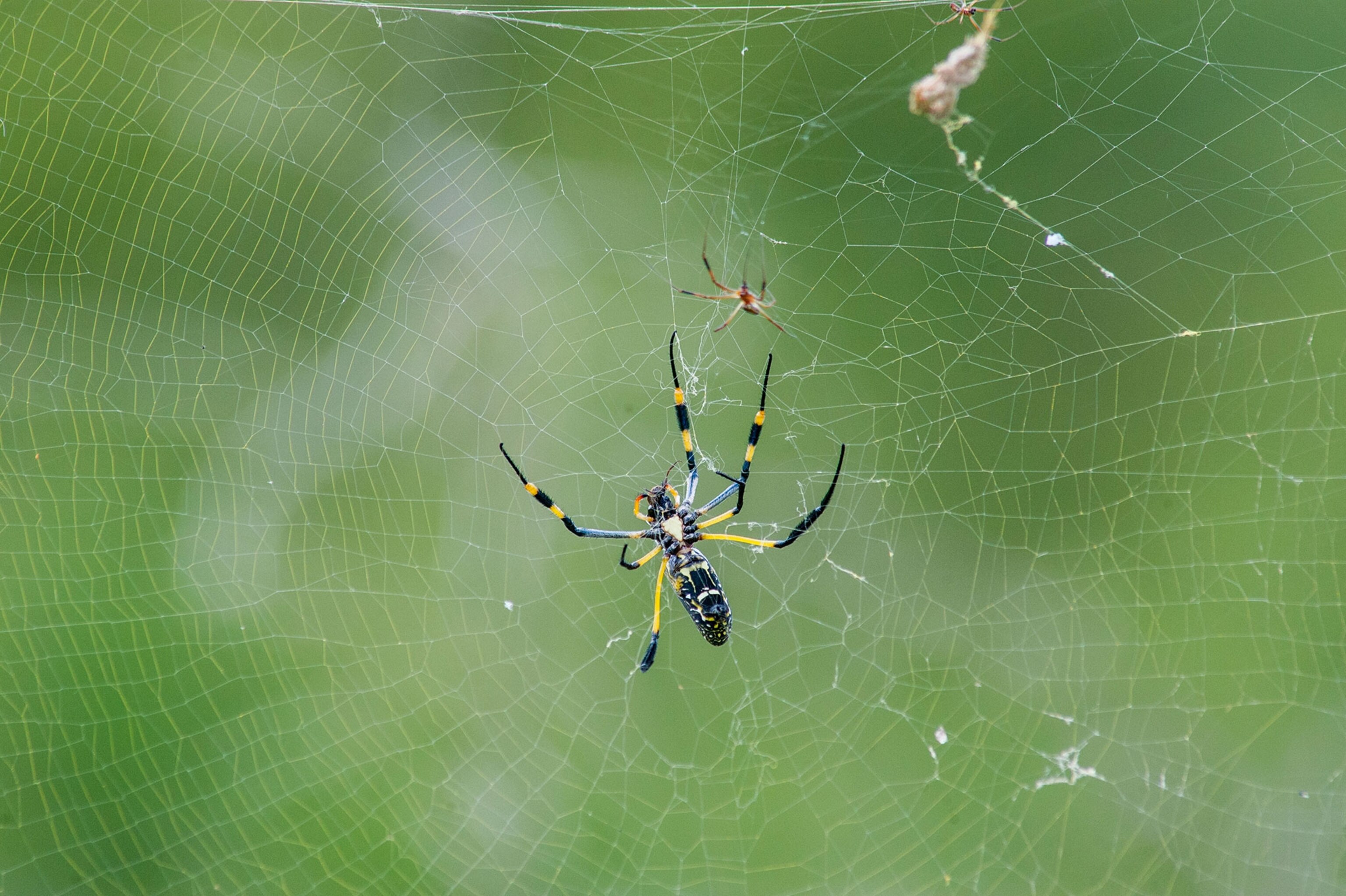 male and female golden orb weaver spiders