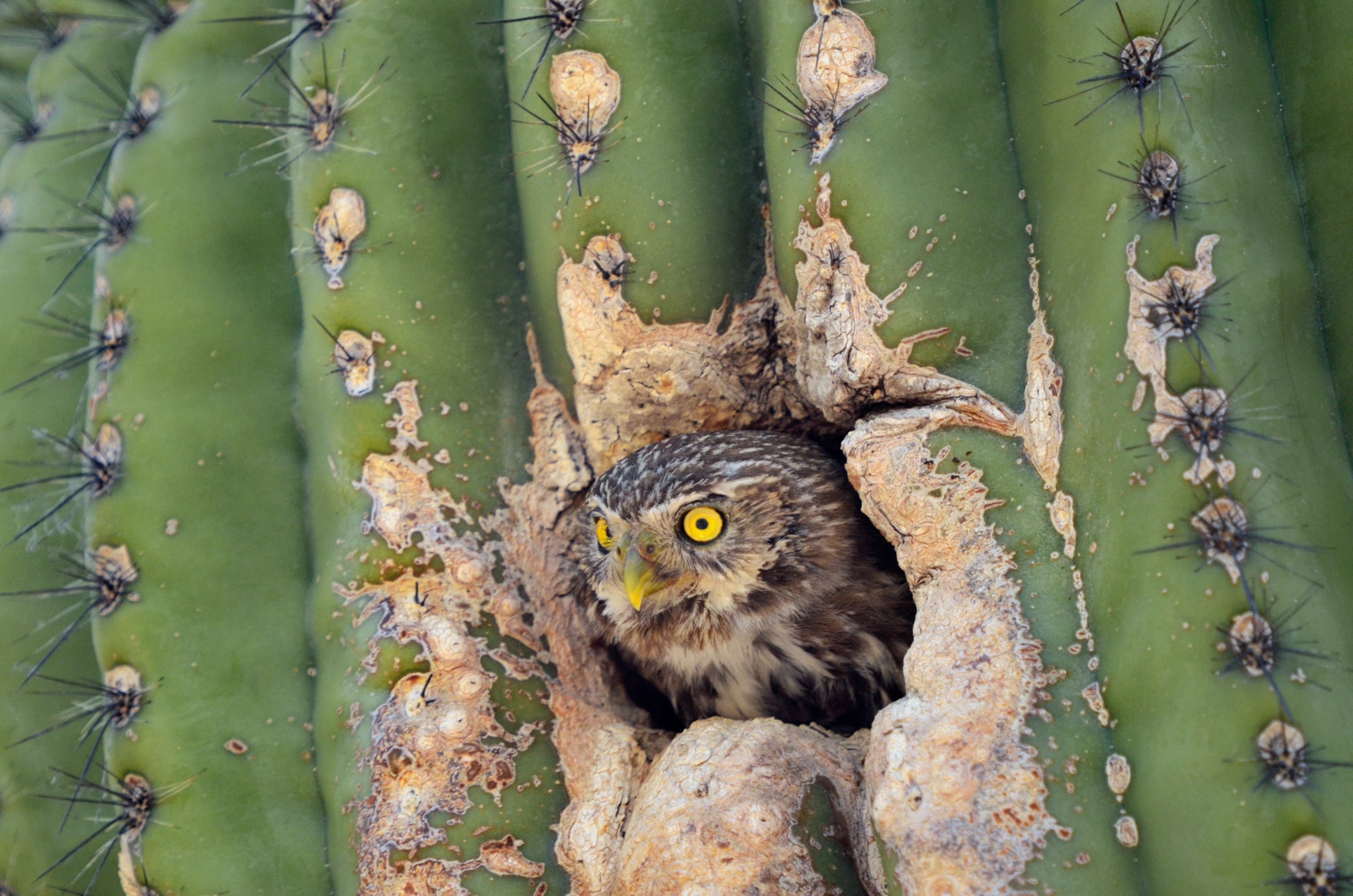 an owl head sticking out from a hole in the side of a cacti