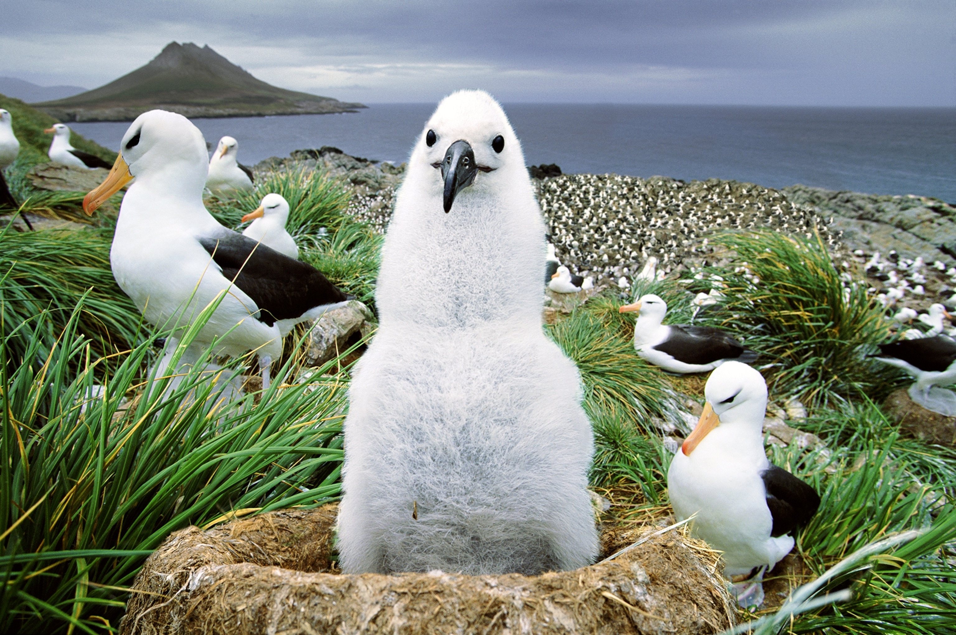 a black browed albatross, Falkland Islands