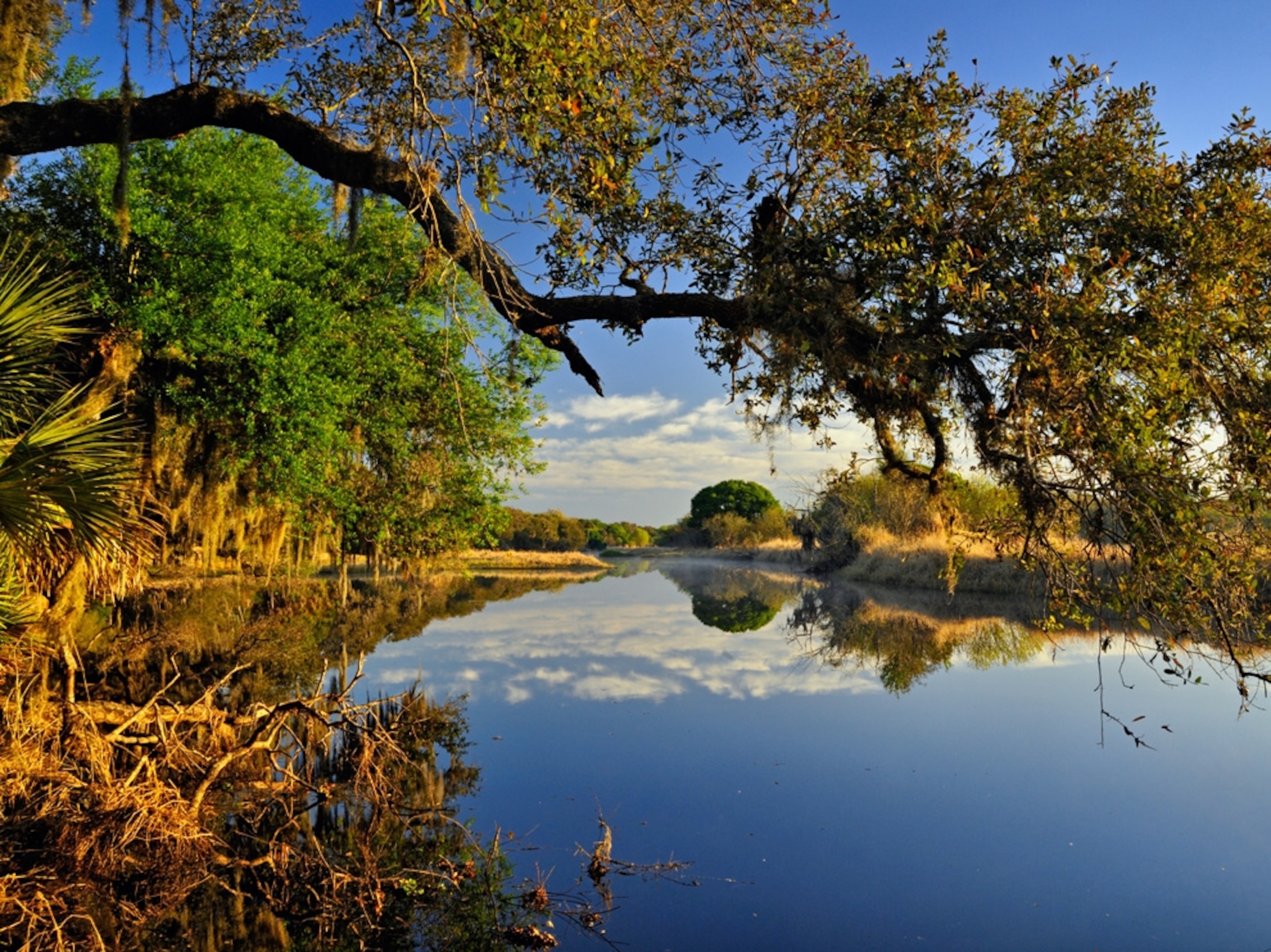 the Myakka River, Florida