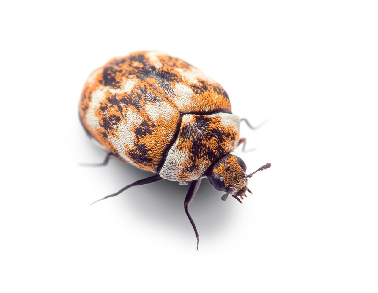 Home Contact Us Privacy Policy Terms Of Service Disclaimers