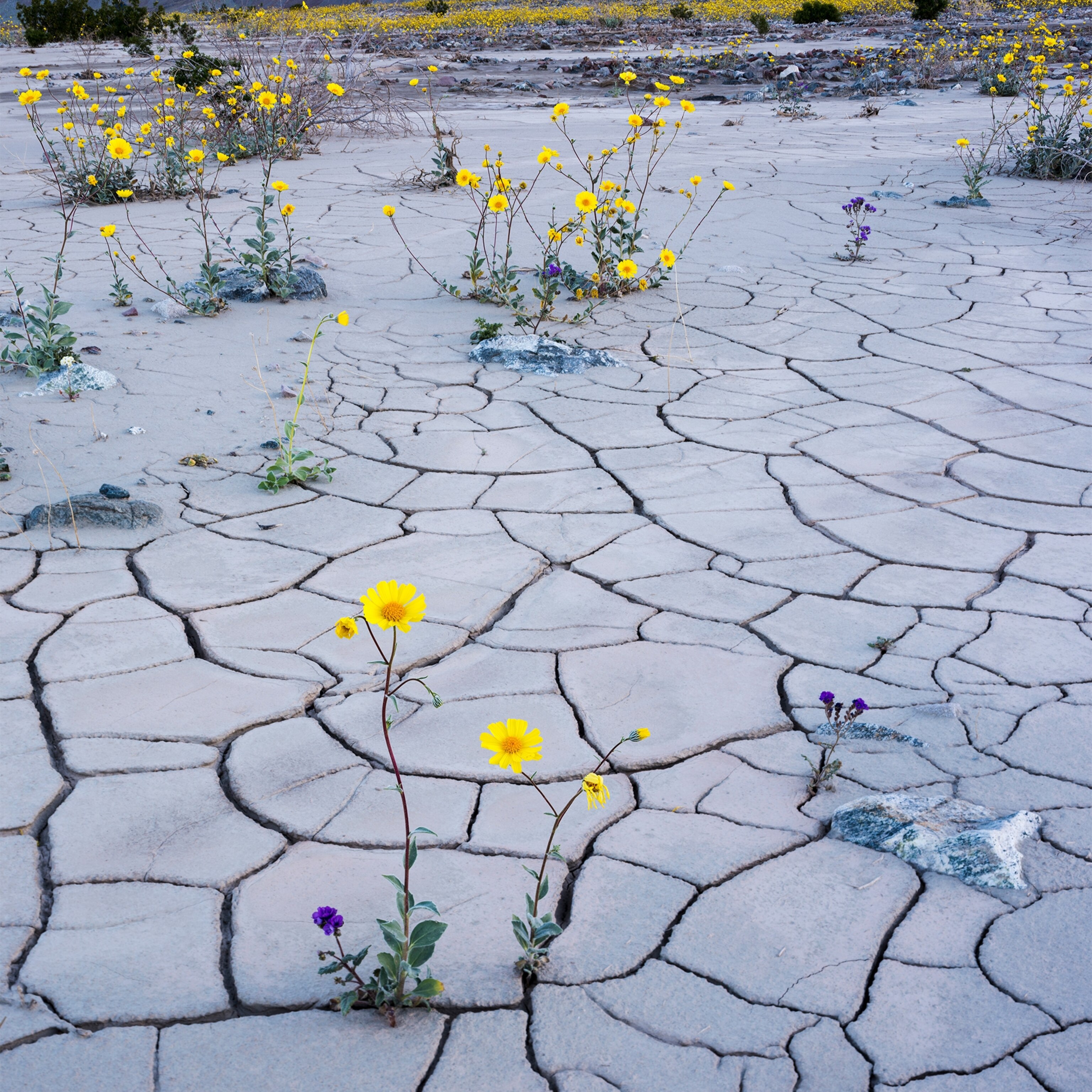 See the ‘Super Bloom’ Bringing Life to Death Valley