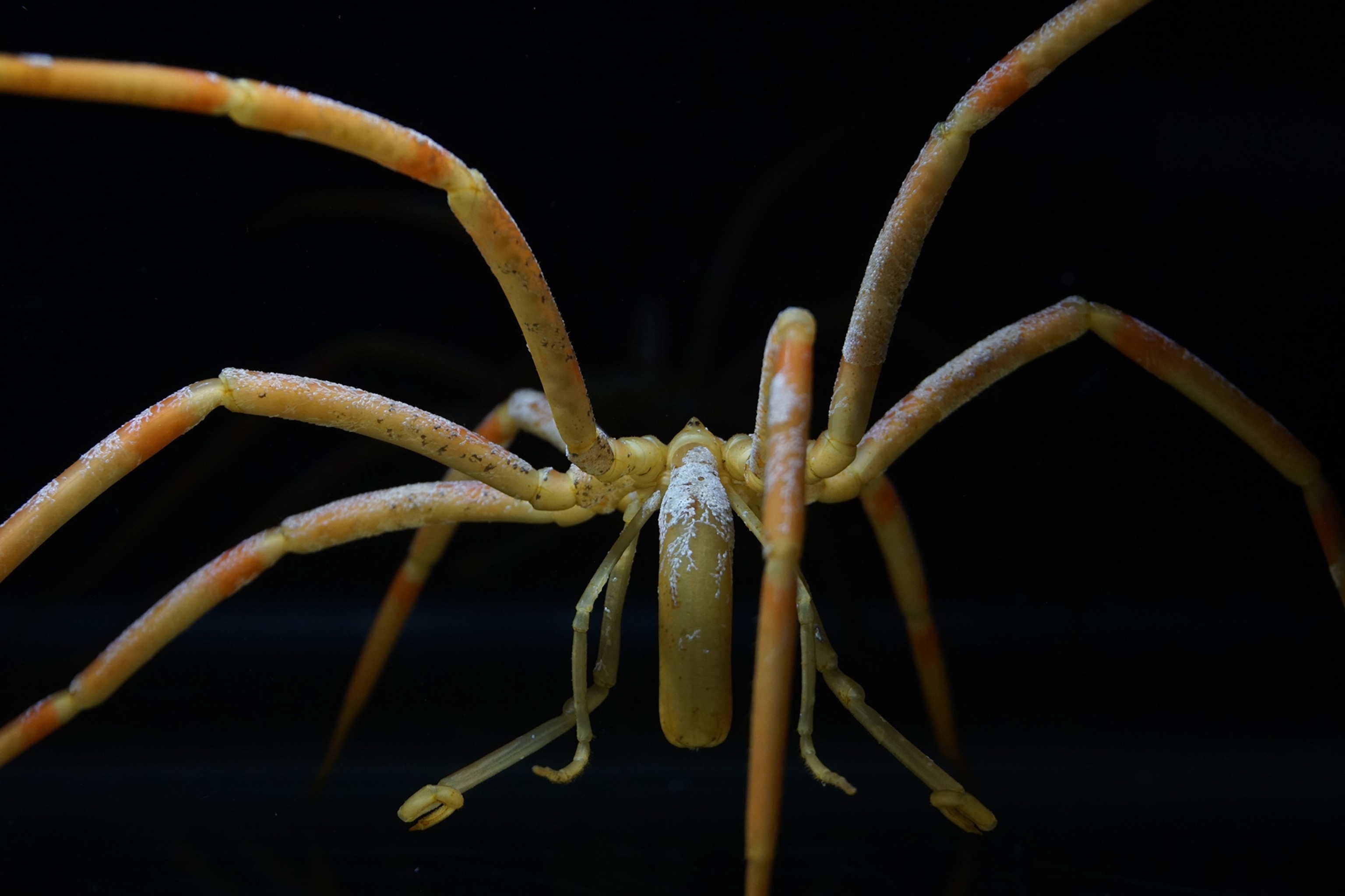 For Antarctic Sea Spiders These Pesky Hitchhikers Are A Real Drag For Antarctic Sea Spiders These Pesky Hitchhikers Are A Real Drag