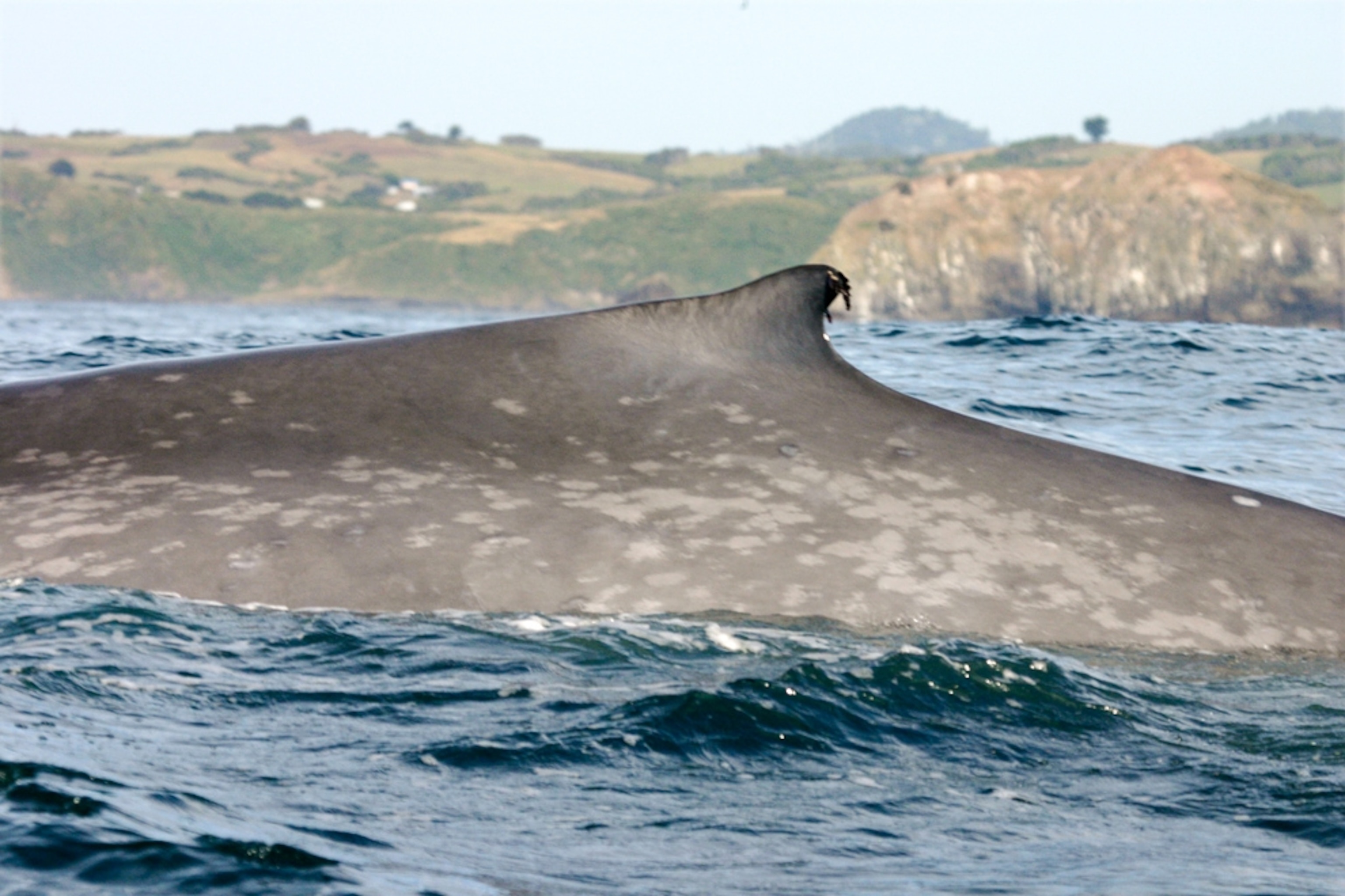A blue whale near Chiloé, Chile.