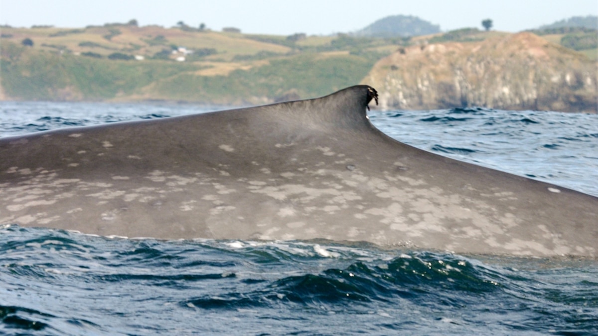 Chilean Wind Farm Faces Turbulence Over the Blue Whale