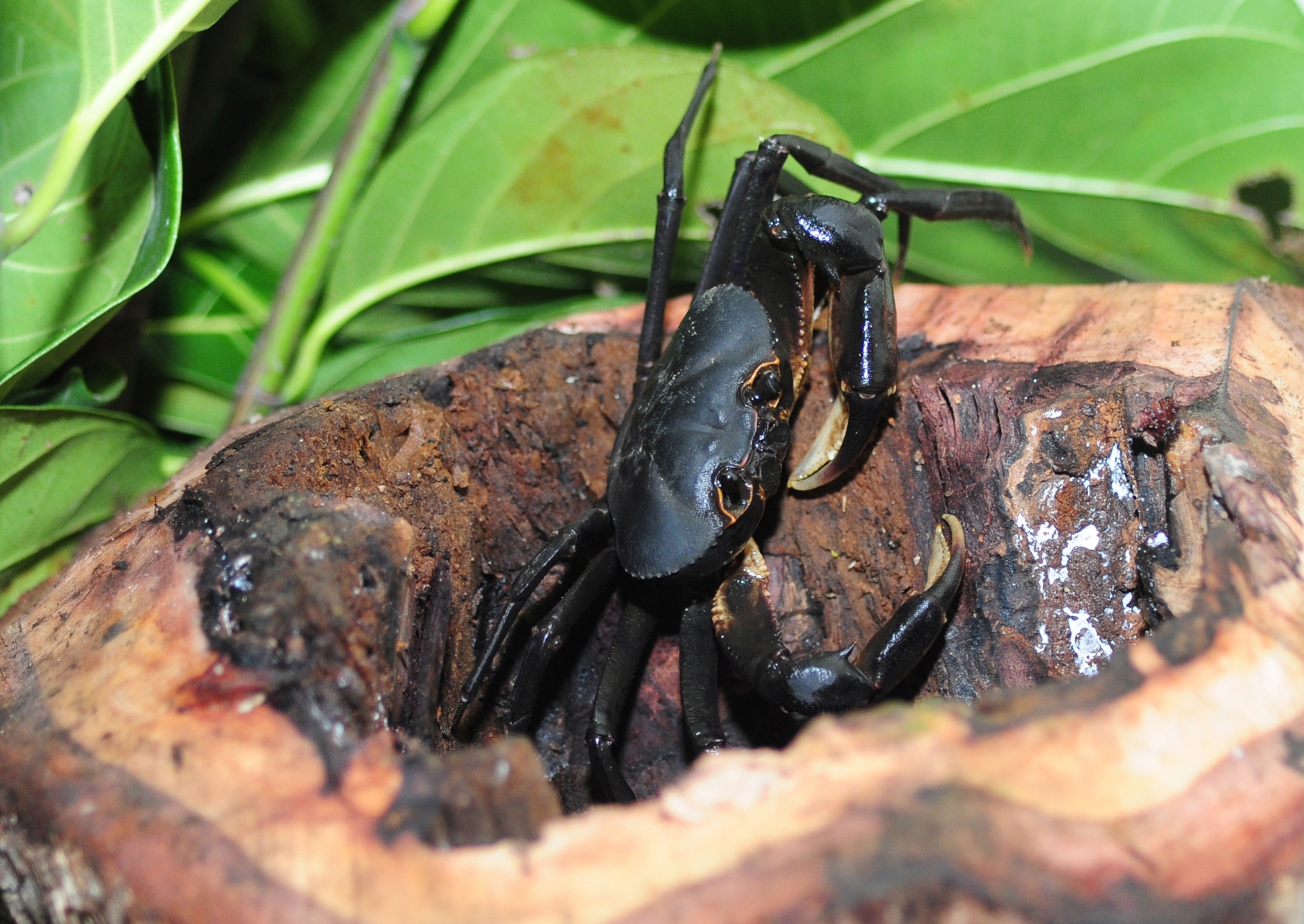 tree crab coming out of a stump
