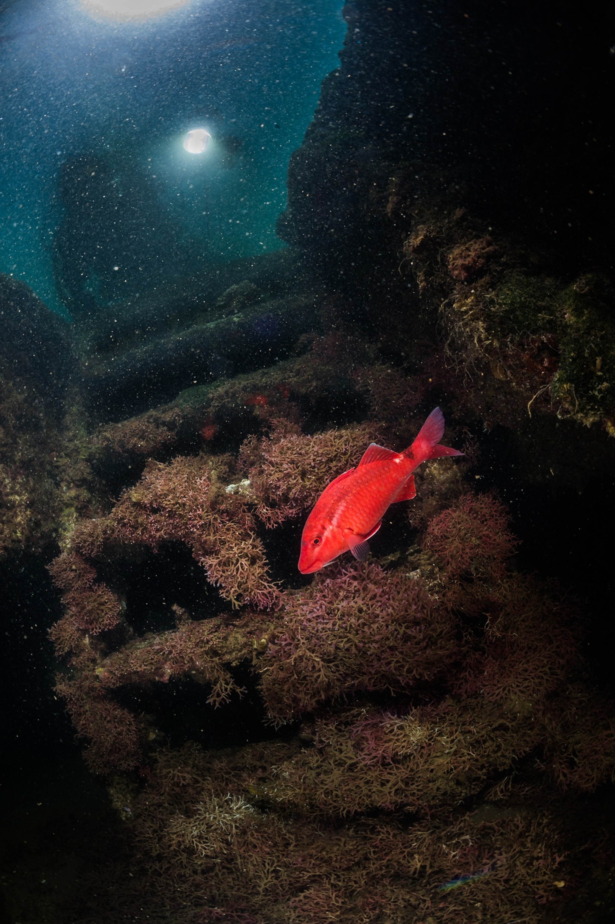 red snapper fish in front of deck stairs