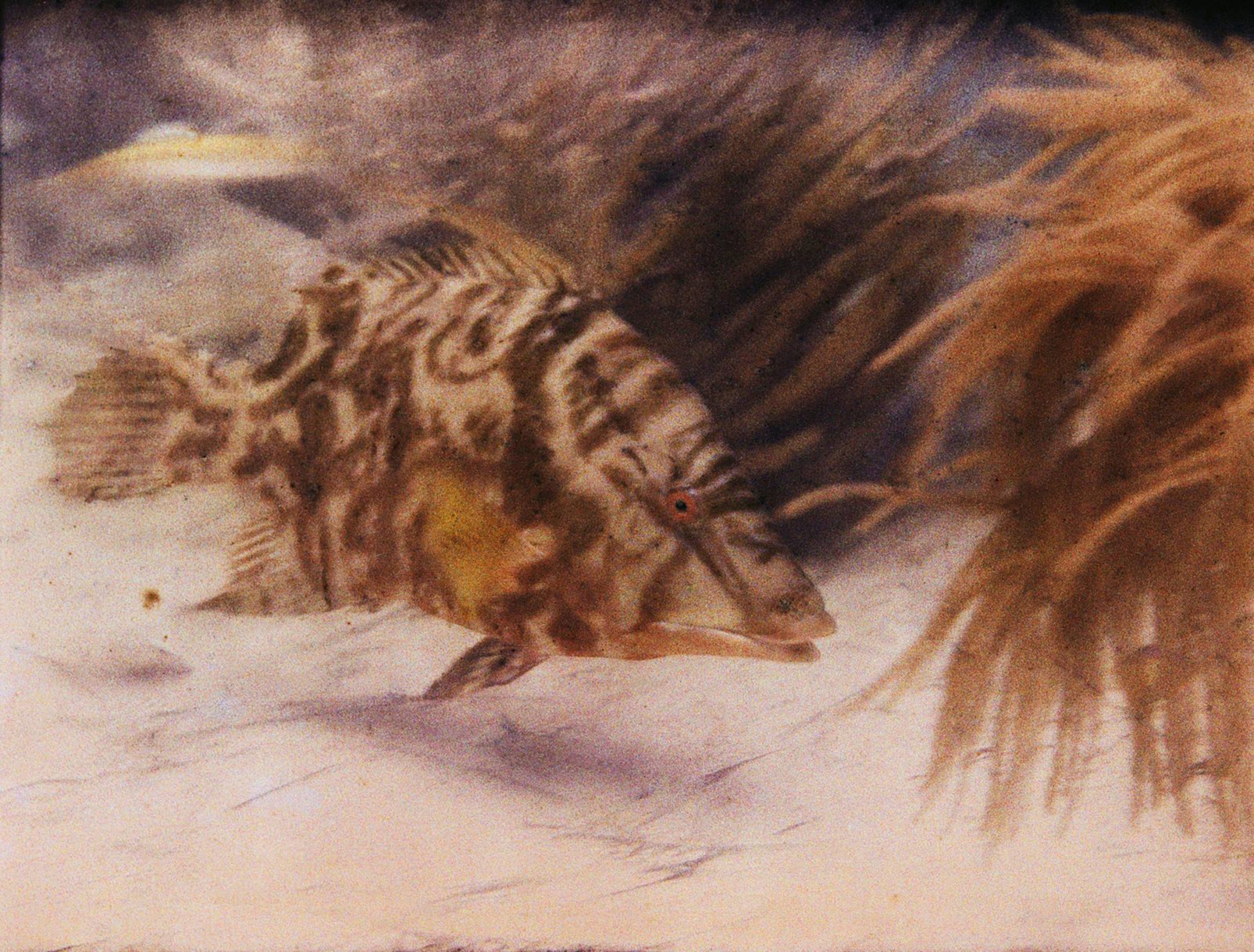 This photo of a hogfish, lachnolaimus maximus, is the first published color underwater photograph.