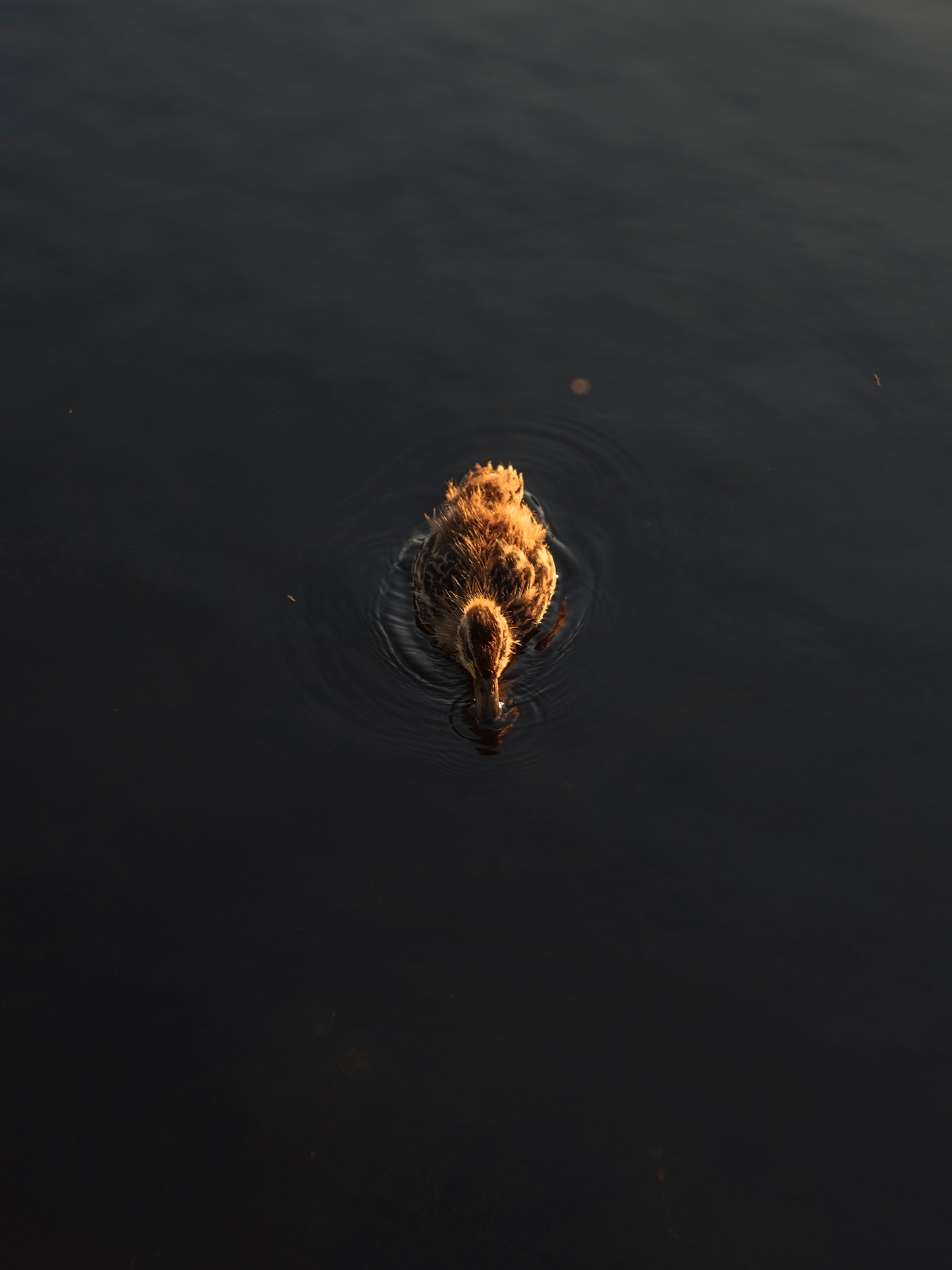 a duckling swimming in a pond in the Ballard neighborhood in Seattle, Washington