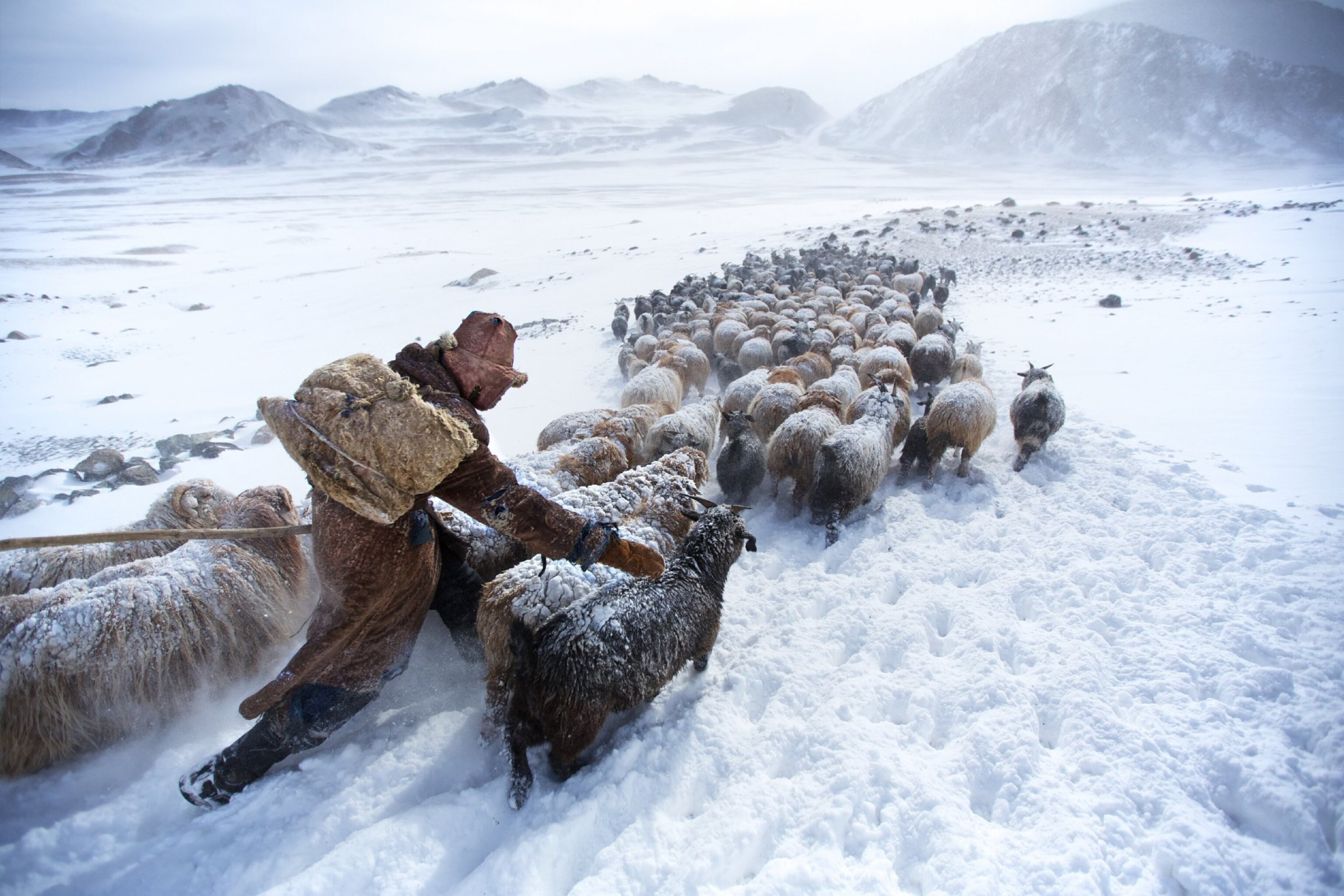 a sheep-herding nomad