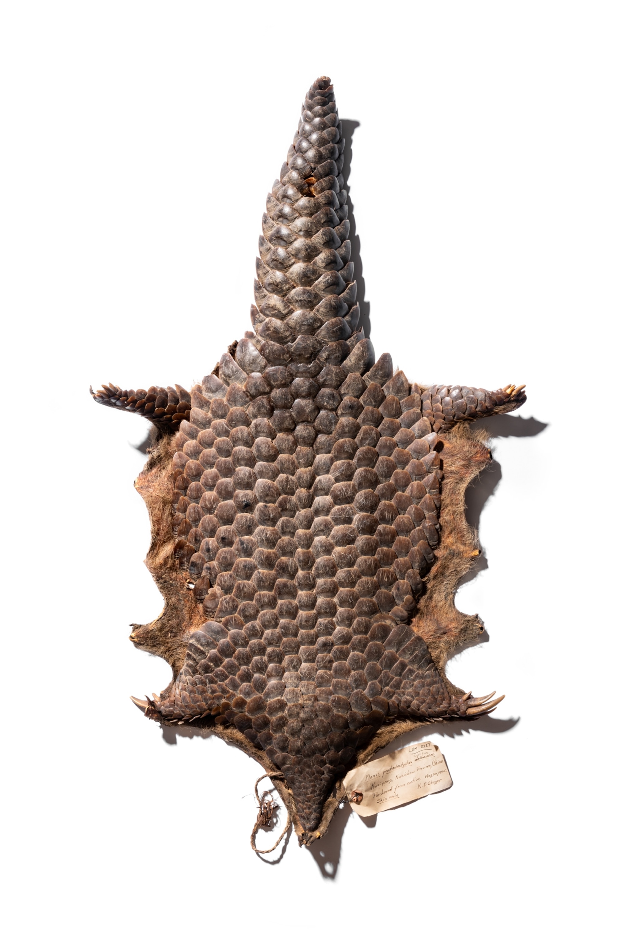 pangolin specimen.