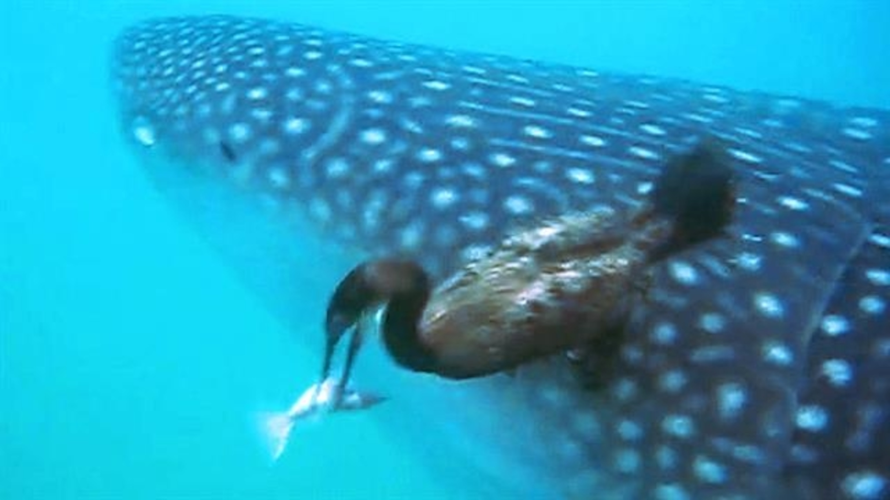 SHARKS&WHALES REAPED BY MAN 北欧メロハー,AOR Watch a Bold Little Bird Dive-Bomb the World's Largest Fish
